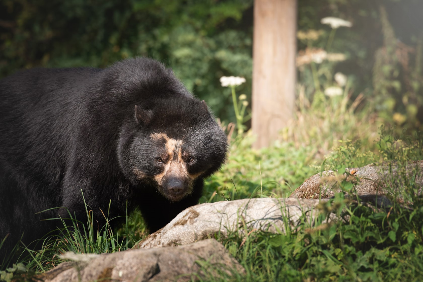 Spectacled Bear 2020 06