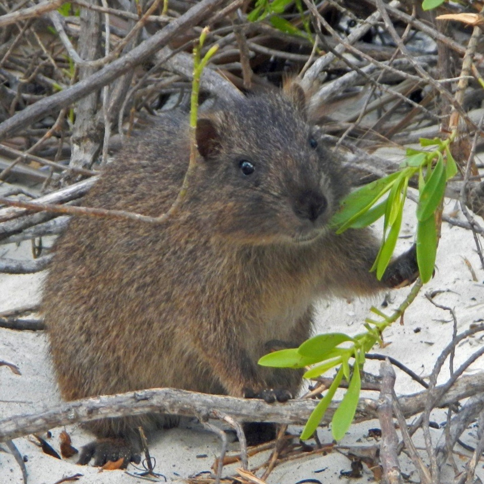 Bahamian Hutia Credit Mark Erdos