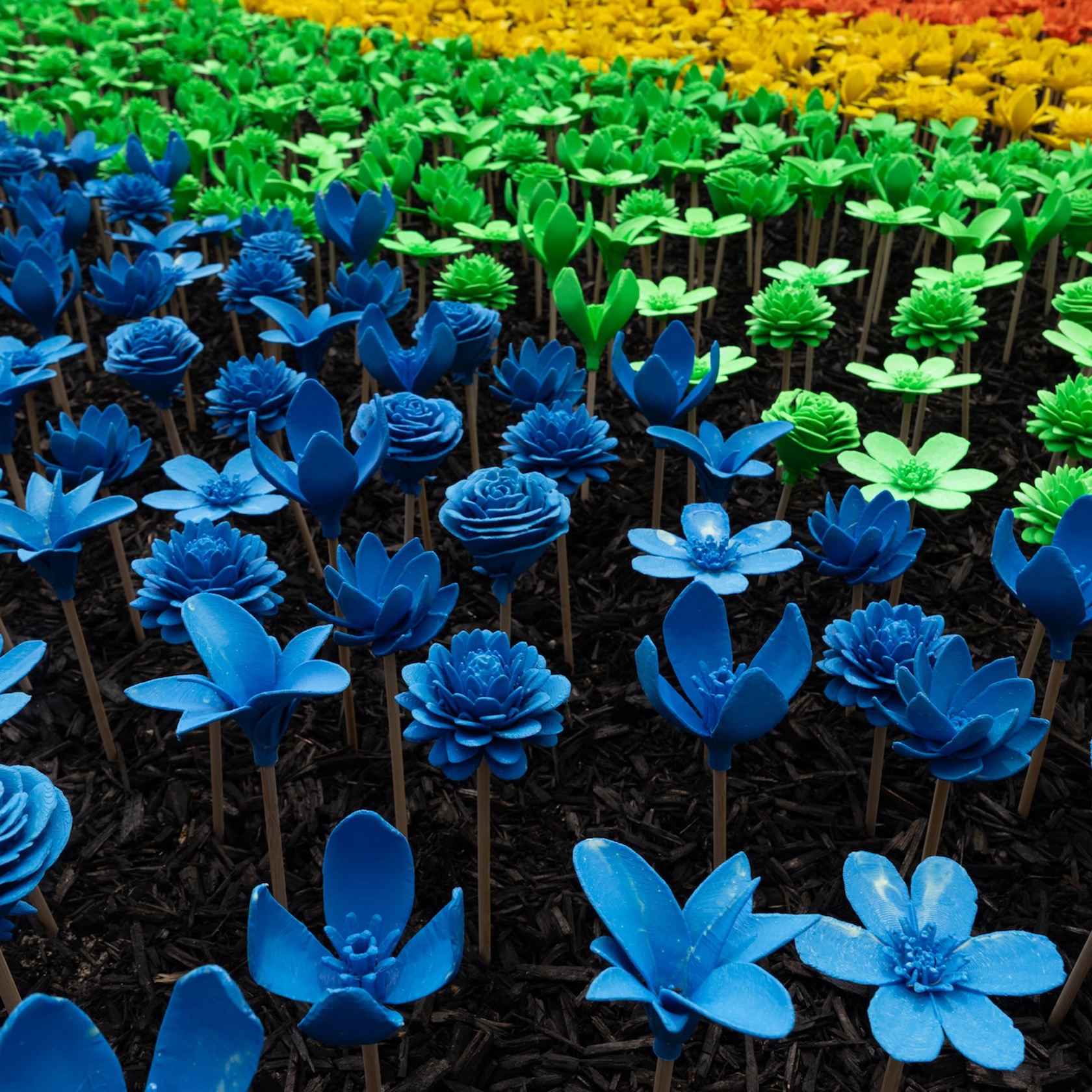Bloom 2025 Credit Glen Perotte 24