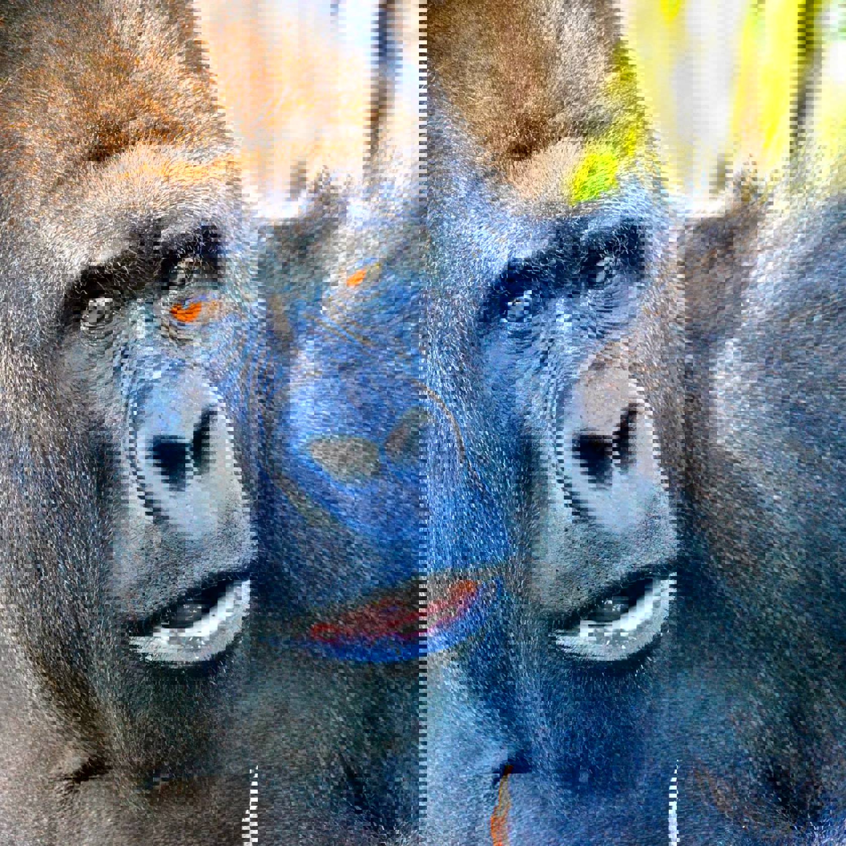 Badongo