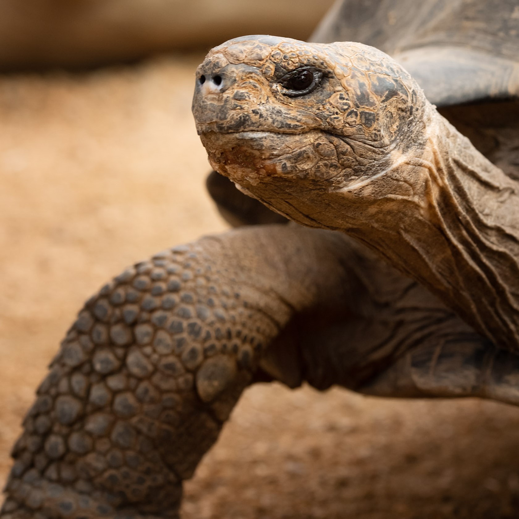 Galapagos Giant Tortoise 2021 02