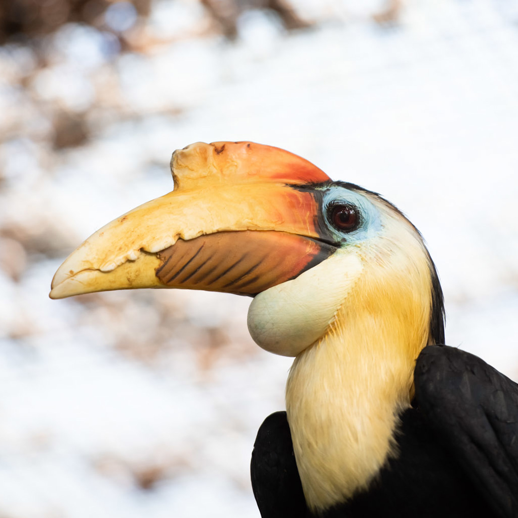 Wrinkled Hornbill 2021 03