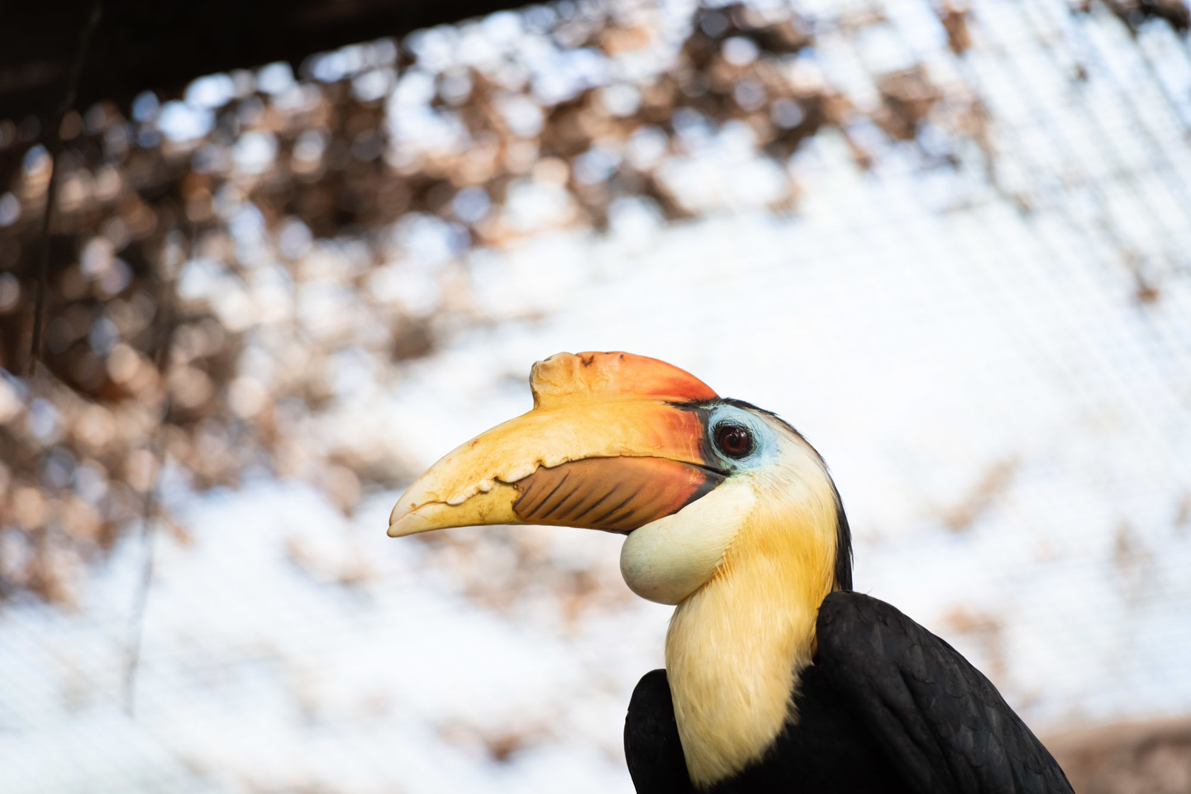 Wrinkled Hornbill 2021 03