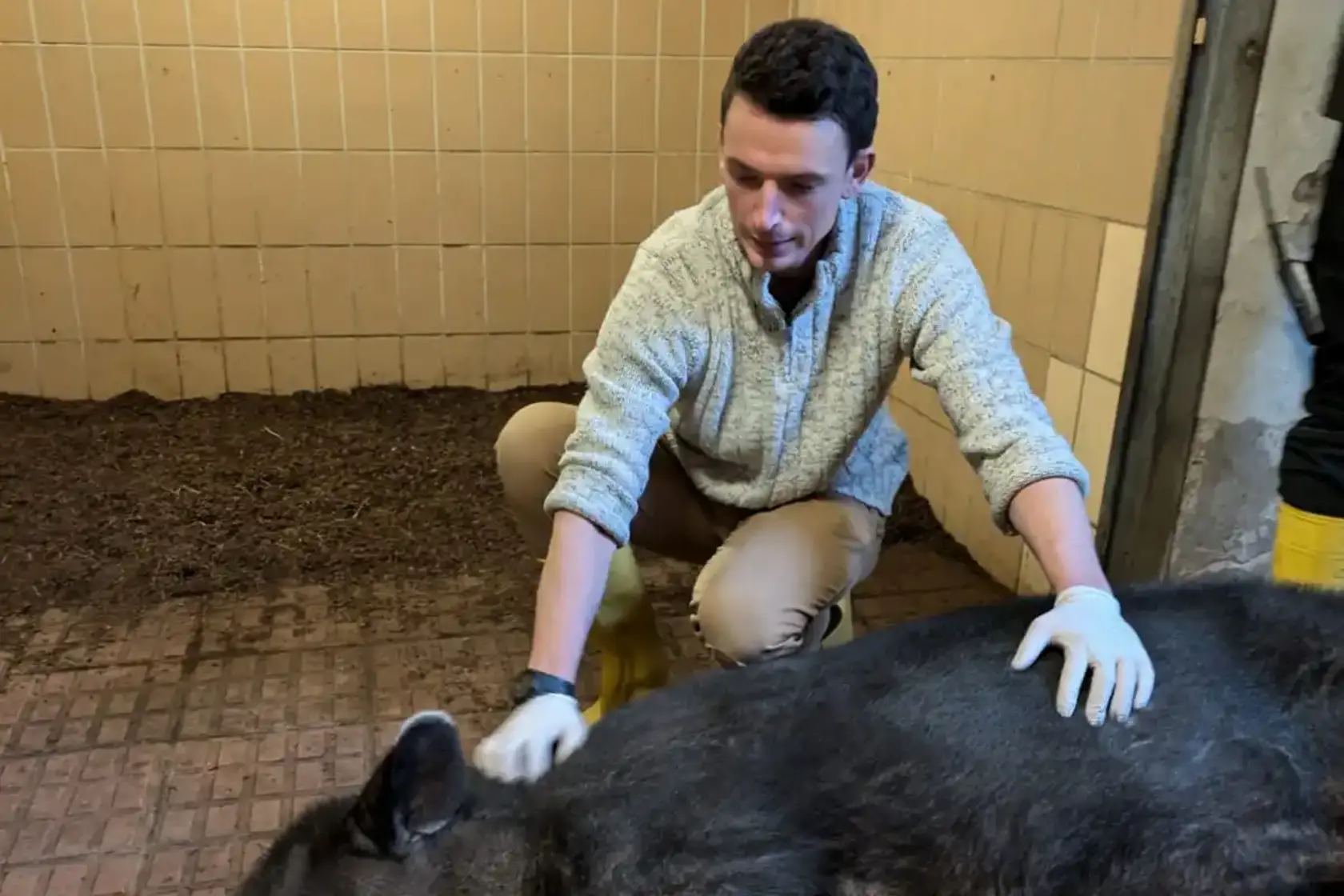 Tapir