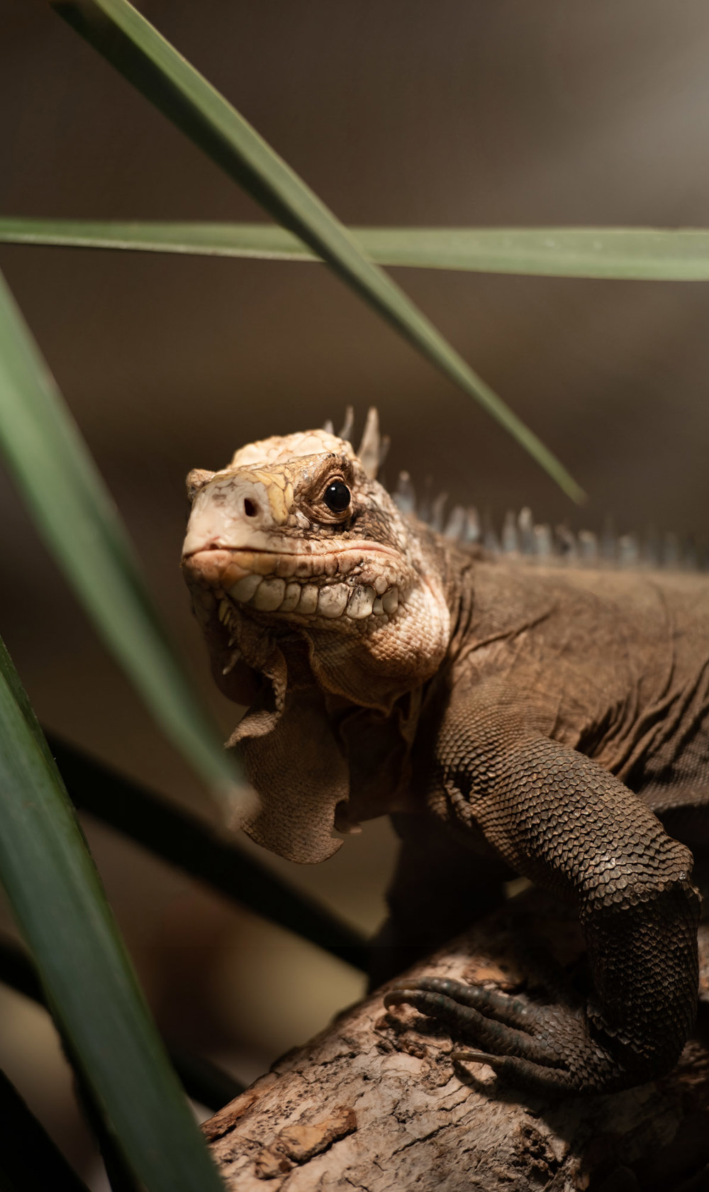 Lesser Antillean Iguana 2021 05
