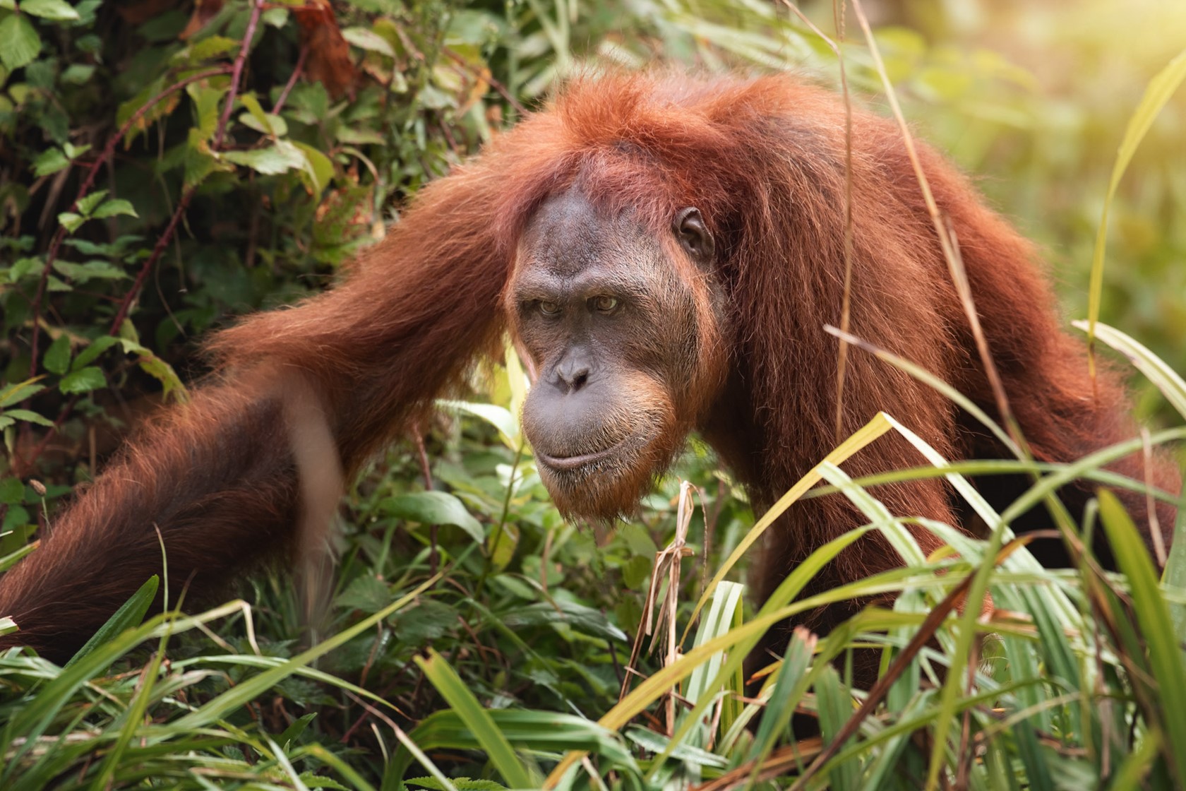 Sumatran Orangutan at Jersey Zoo