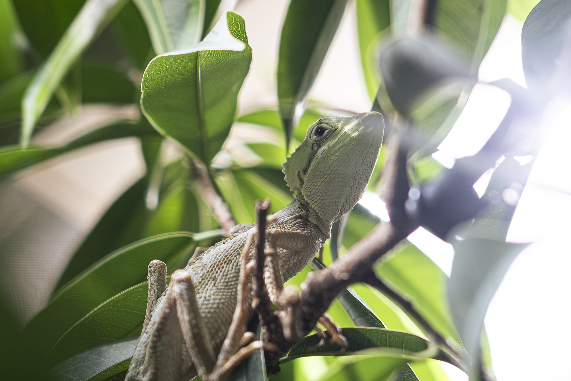 Eastern Casque Headed Iguana 2