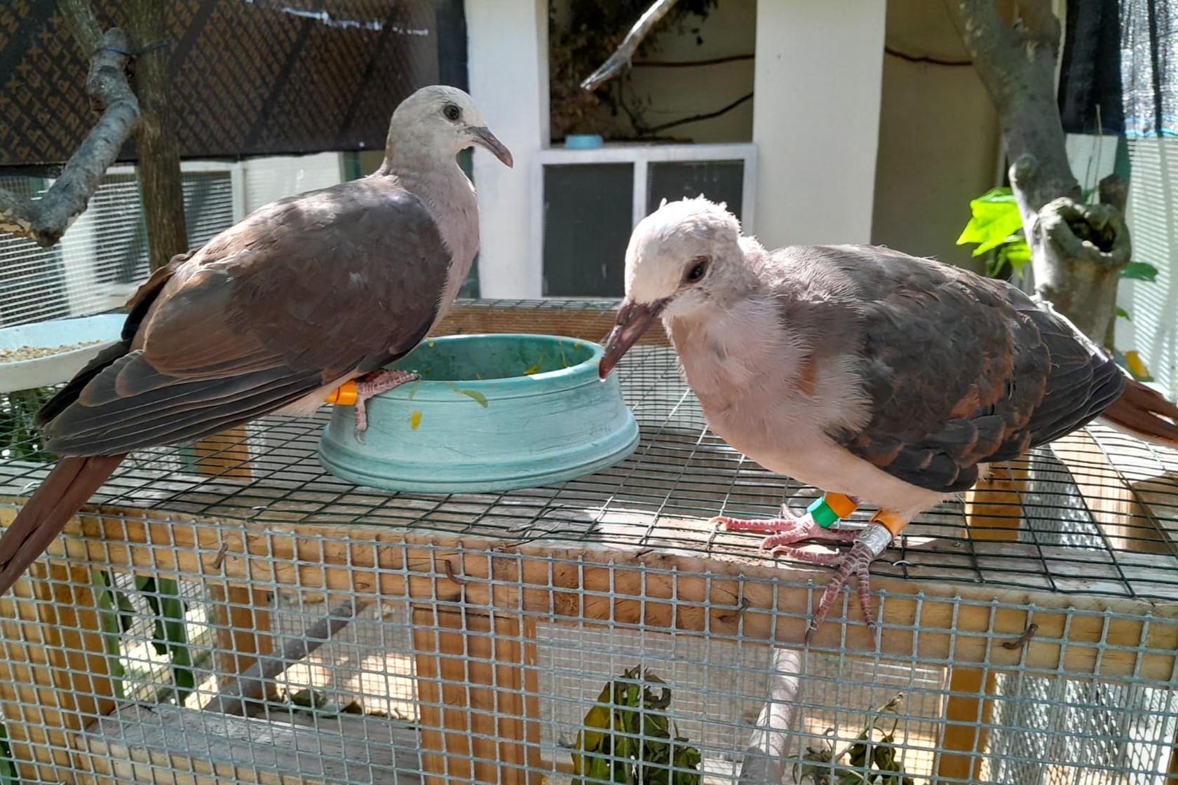 Harri's Trip To Mauritius Baby Pink Pigeon2