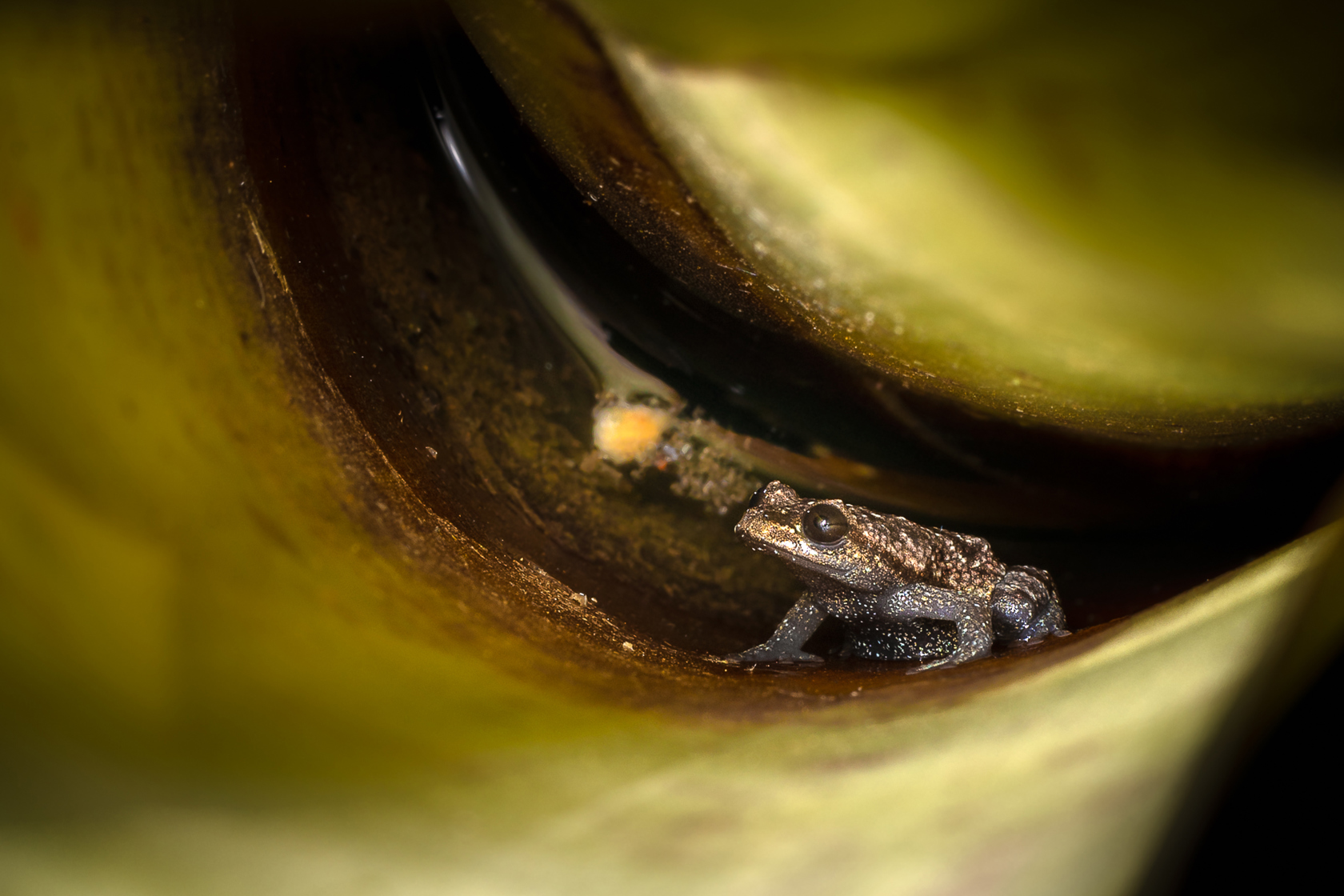Adult Crossodactylodes Itambe Inside Bromeliad Michel Becheleni