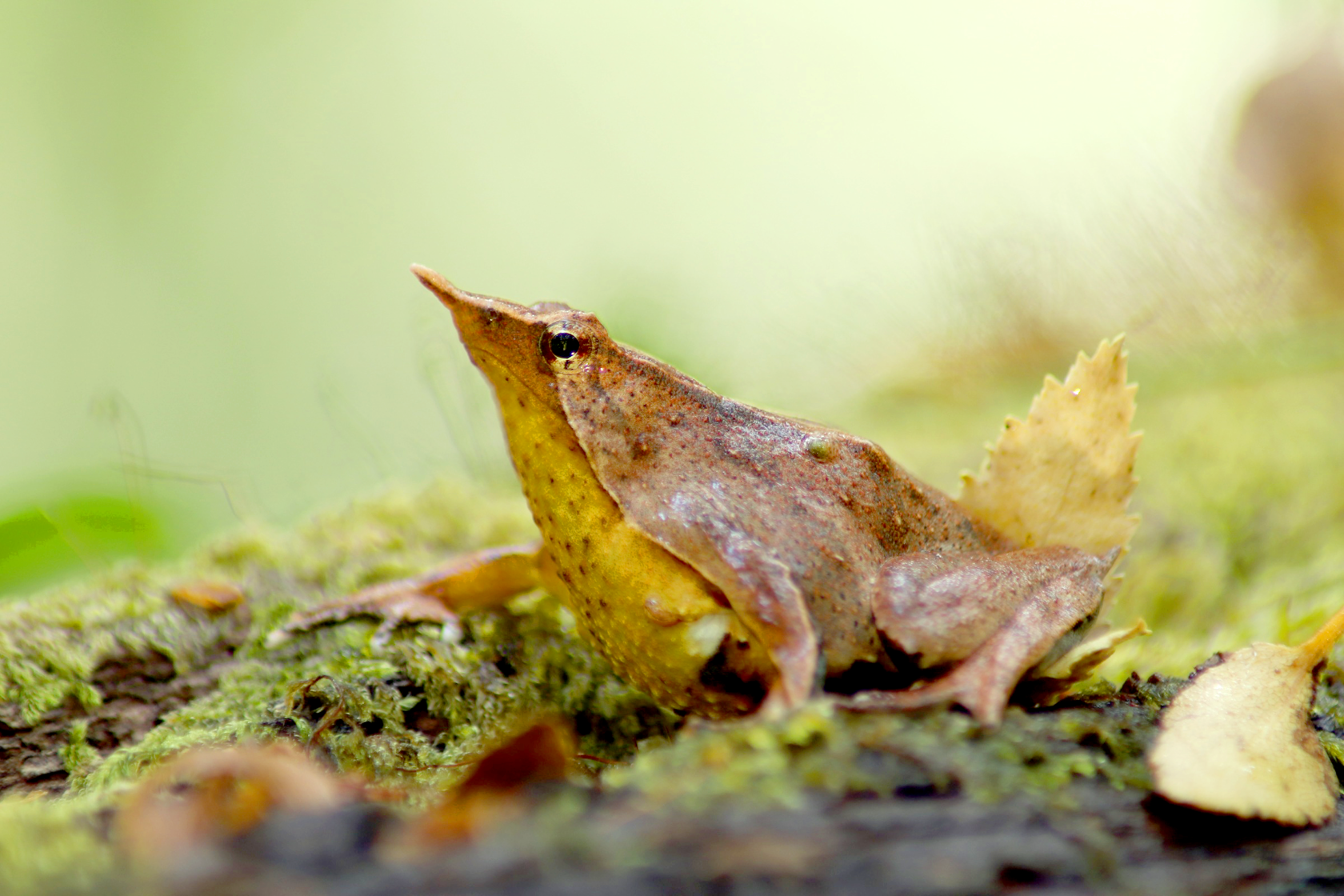 Darwin's Frog (Rhinoderma Darwinii) Copyright Andrés Valenzuela (1)