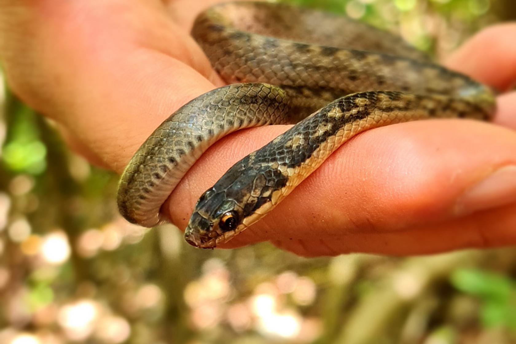 St Lucia Racer Juvenile 1