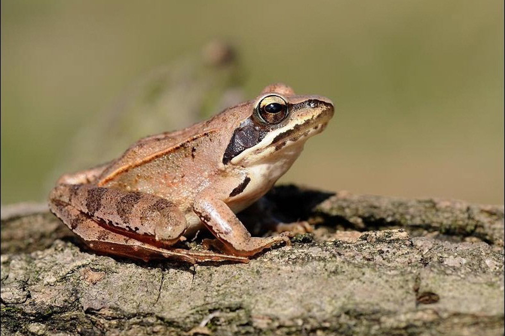 Umbraco.Cms.Core.Models.MediaWithCrops`1[Website.Models.Image]