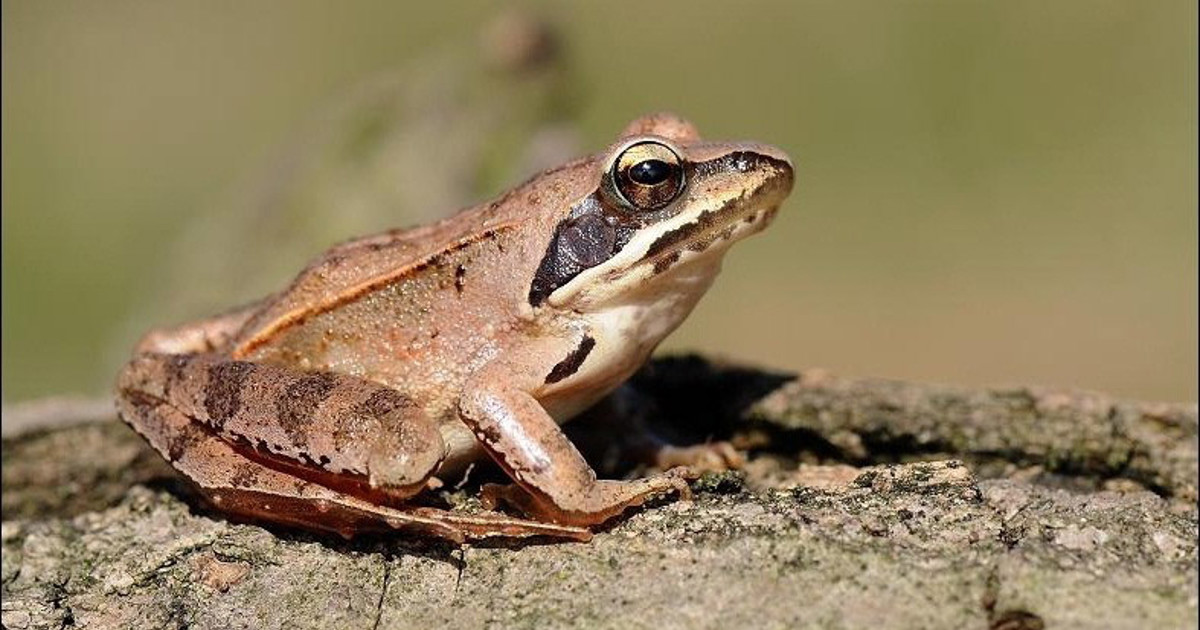 Frog Programms Durrell’s Agile Frog Programme shortlisted for National Award | Durrell