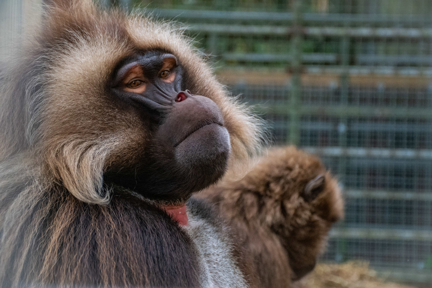 Gelada 08