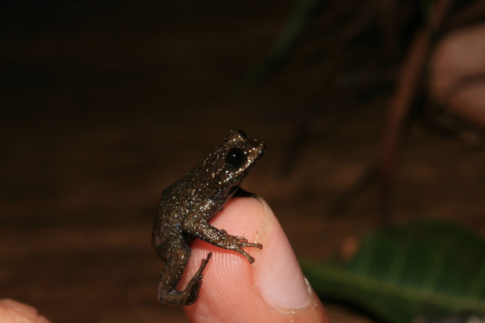 Adult Of Itambe Bromeliad Frog On Nail Izabela Barata