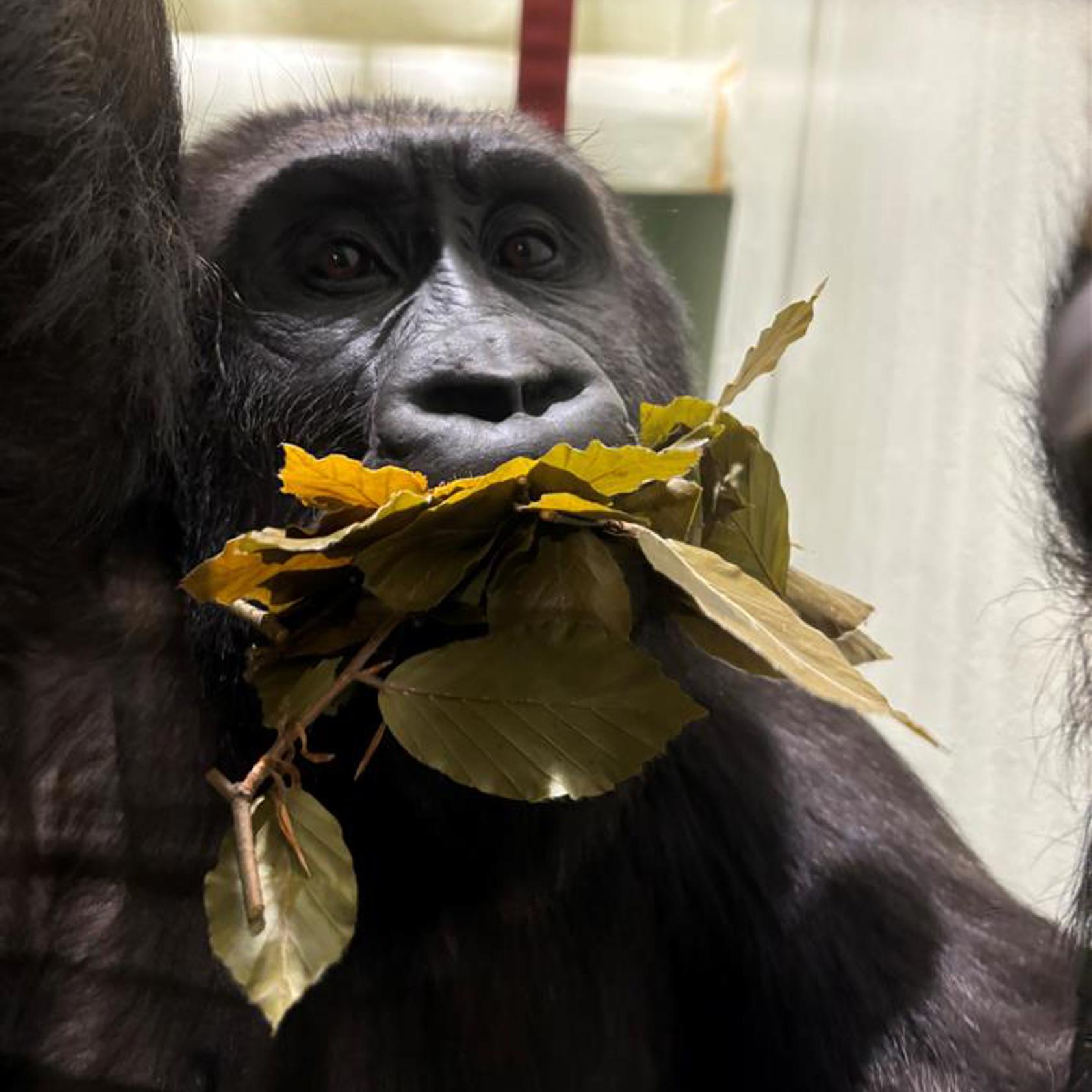 Juvenile Female Gorilla Amari Enjoying Some Silage Browse