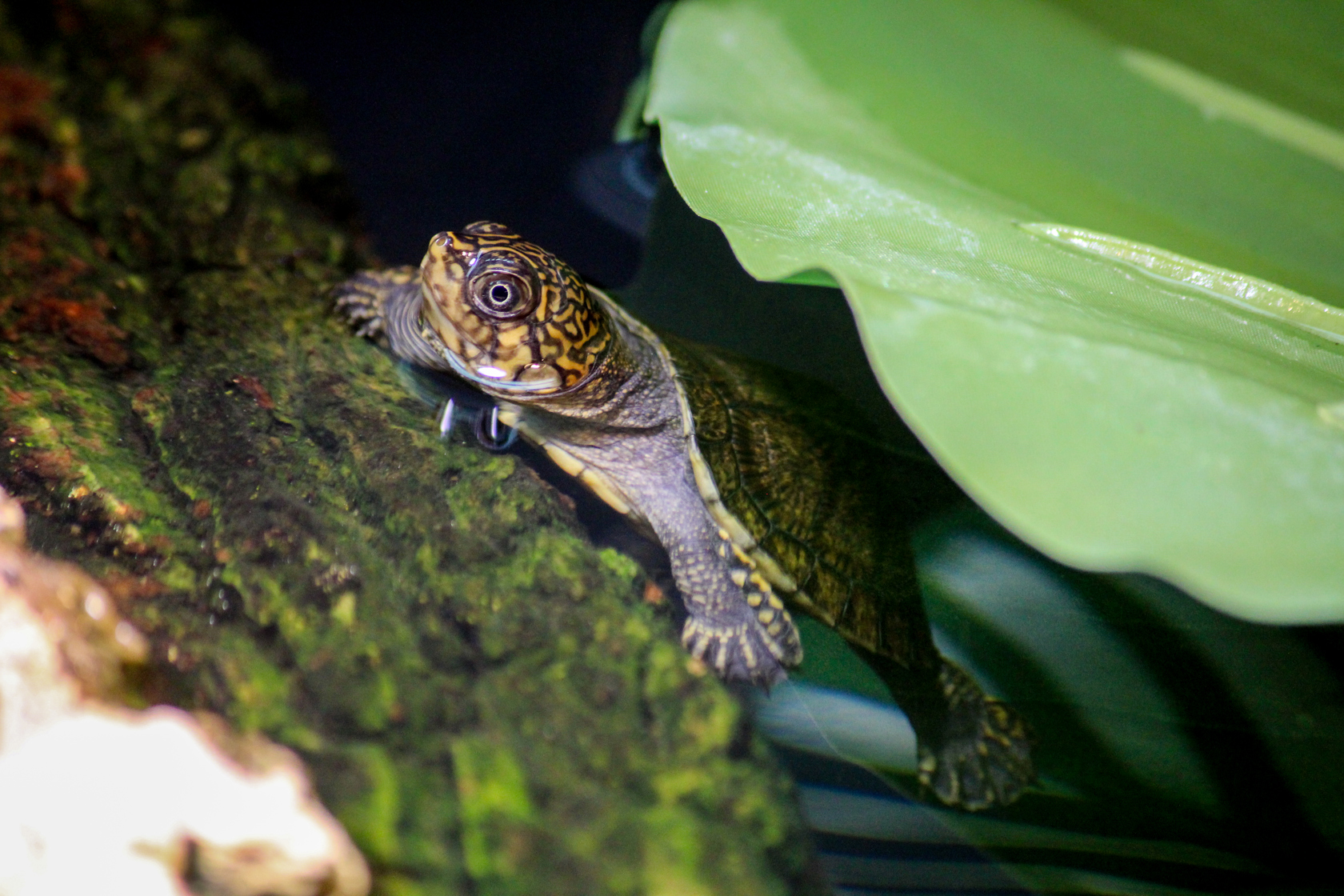 Rere hatchling behind the scenes in the Amphibian & Reptile House at Jersey Zoo