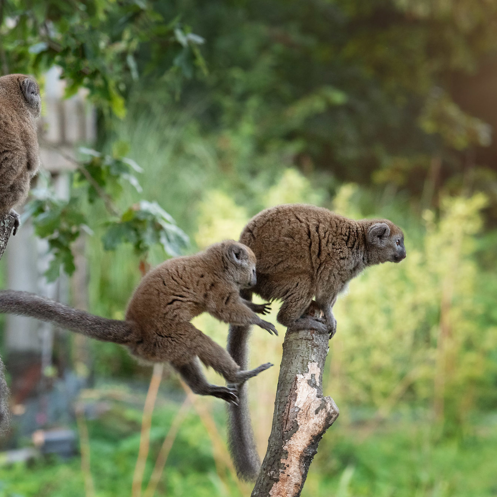 Alaotran Gentle Lemur 2020 04