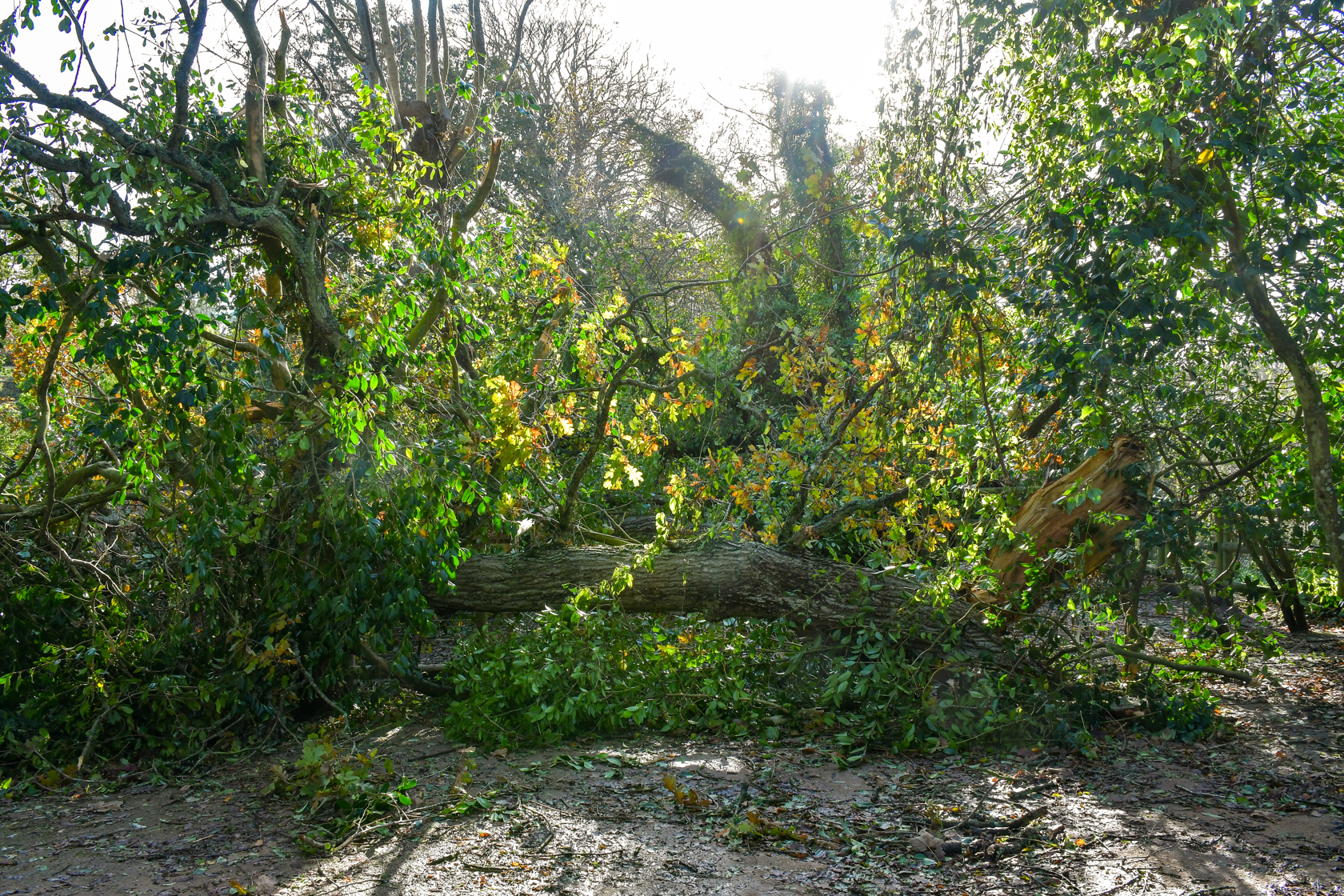 Microsoftteams Image (2)