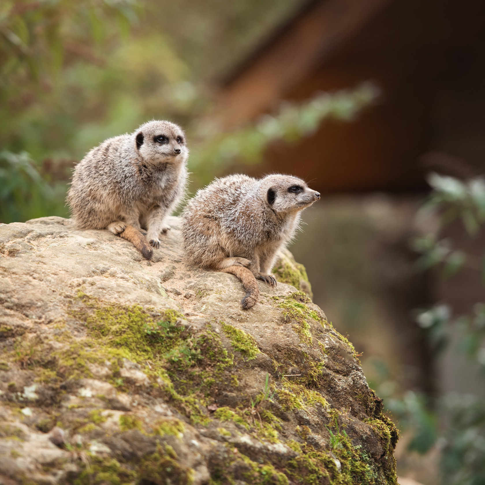 Two Slender Tailed Meerkats perch on a rock at Jersey Zoo