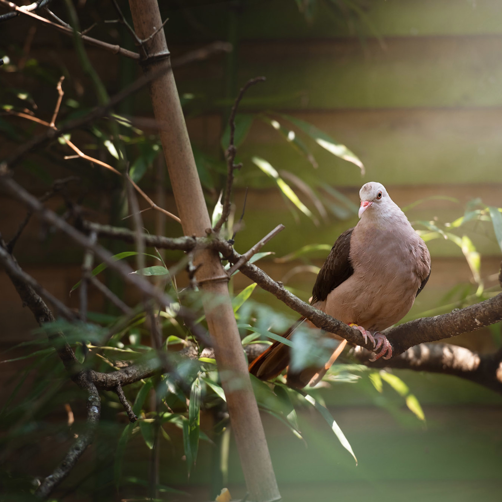 Pink Pigeon 2021 02