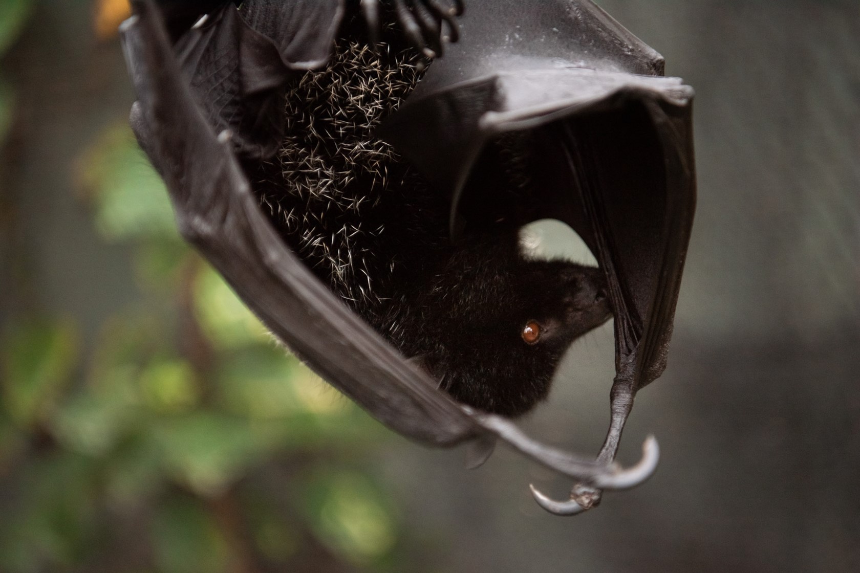 Livingstone's fruit bat hanging out at Jersey Zoo
