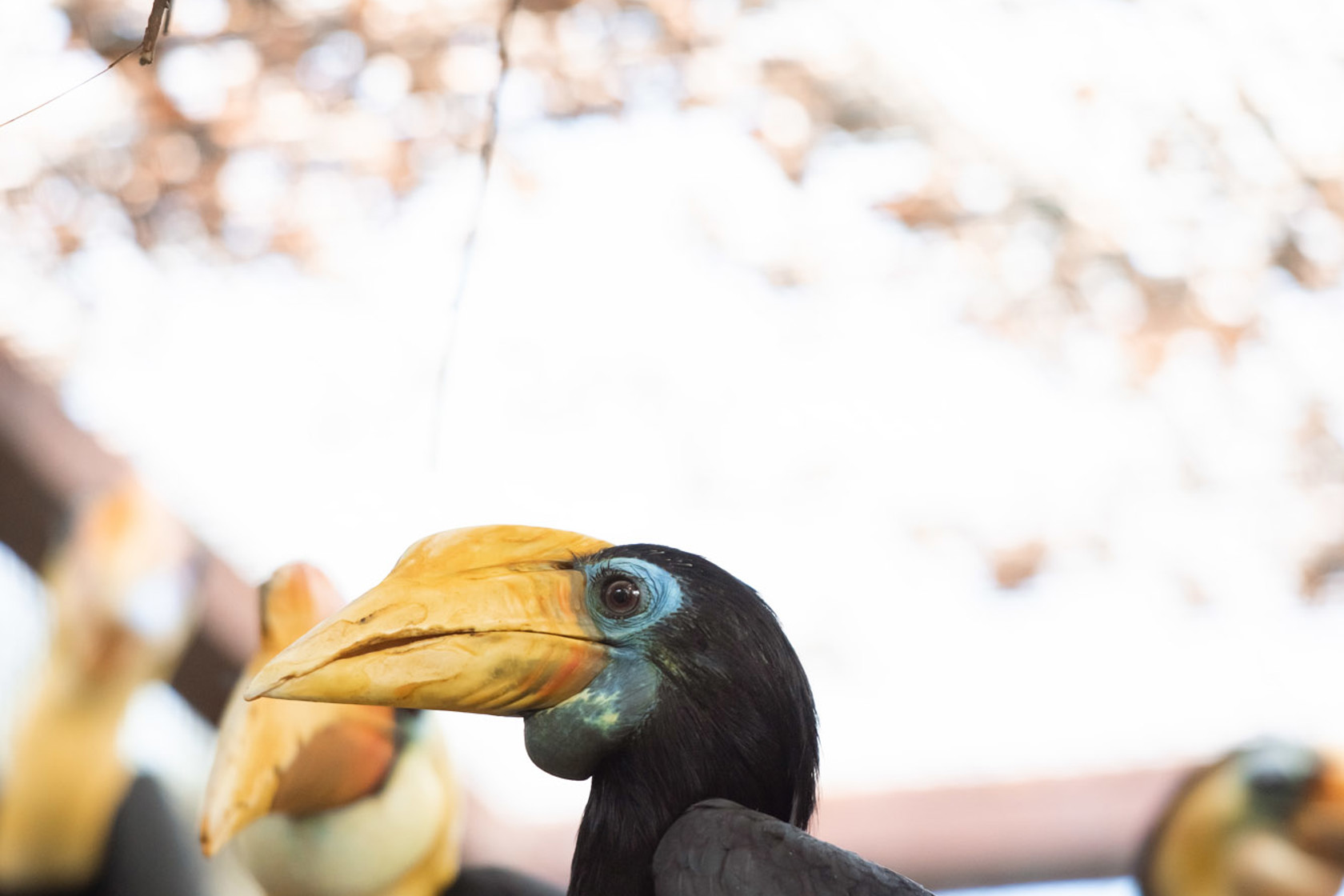 Wrinkled Hornbill 2021 01