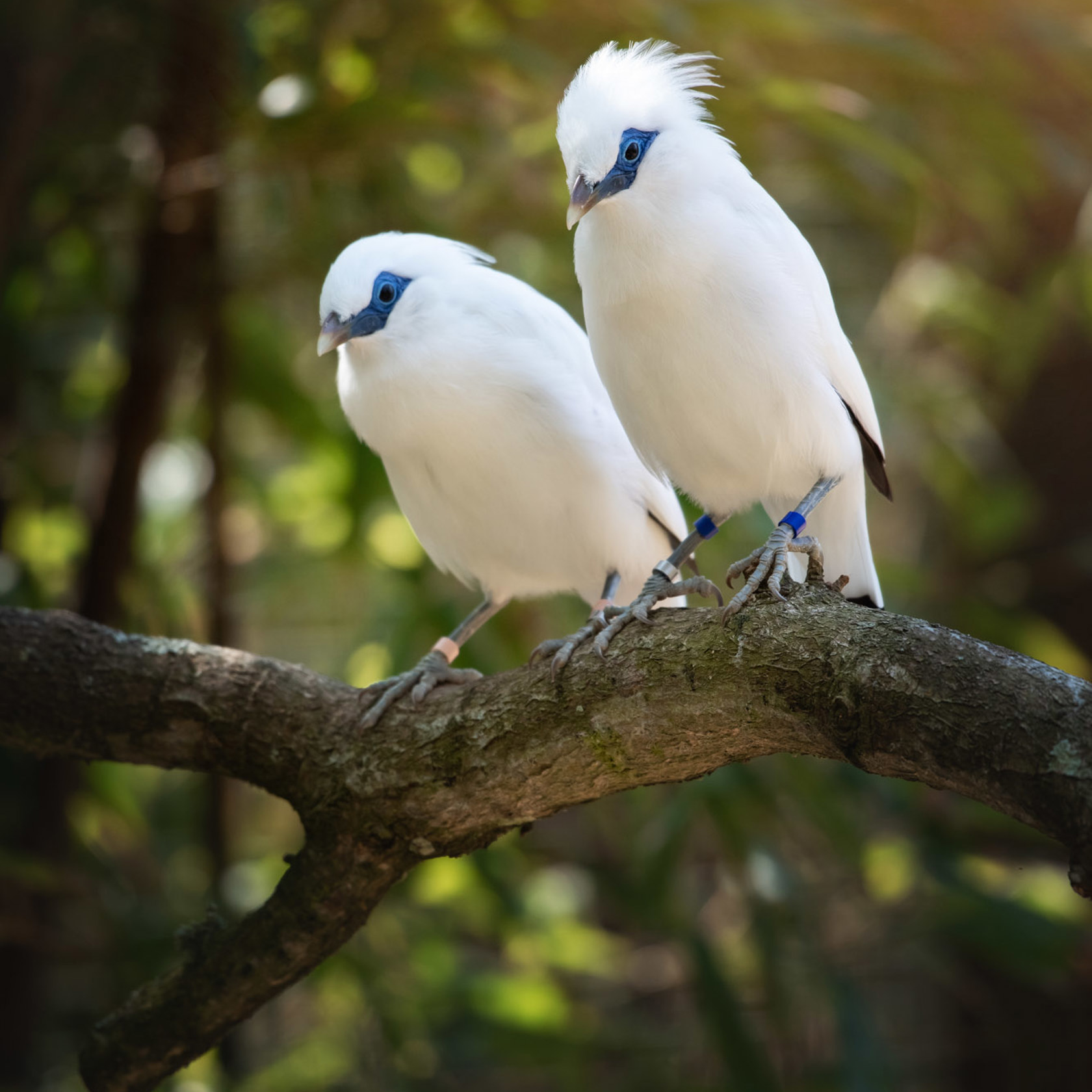 Bali Starling 2021 07