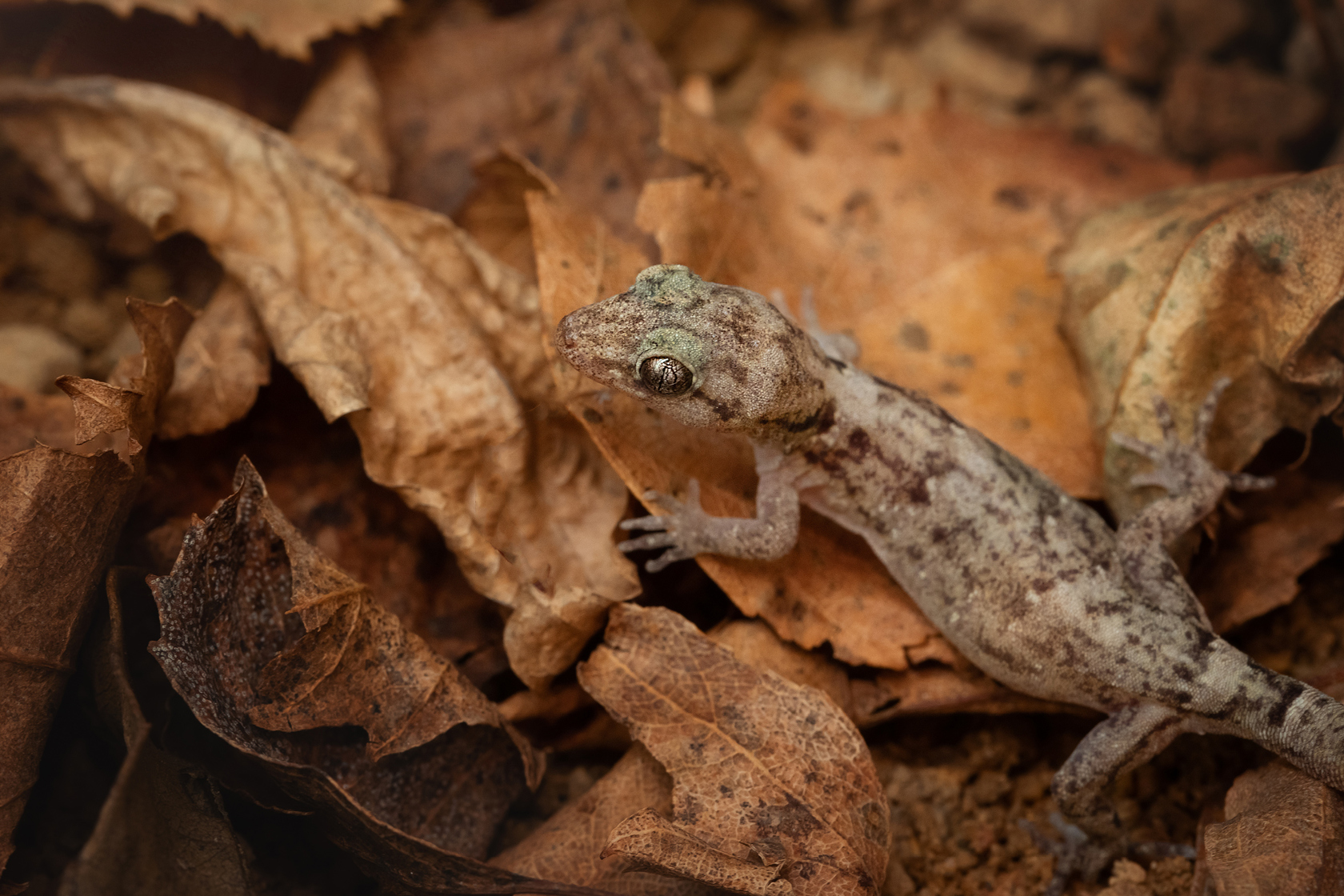 Durrell Lecture 2022 Skink