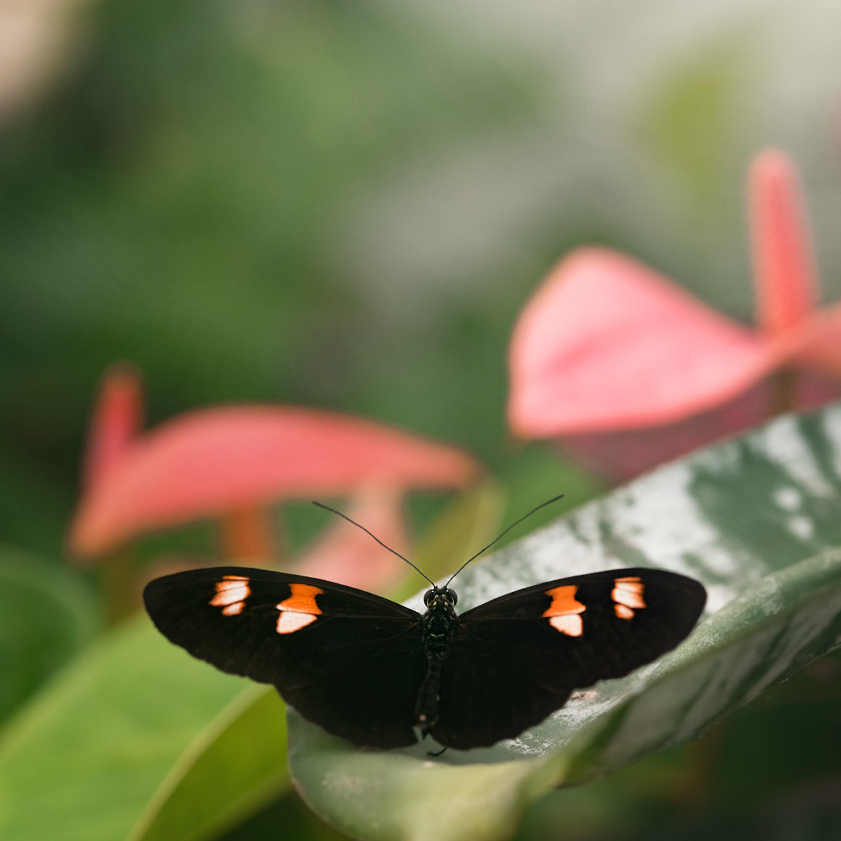 Butterfly House 2021 08