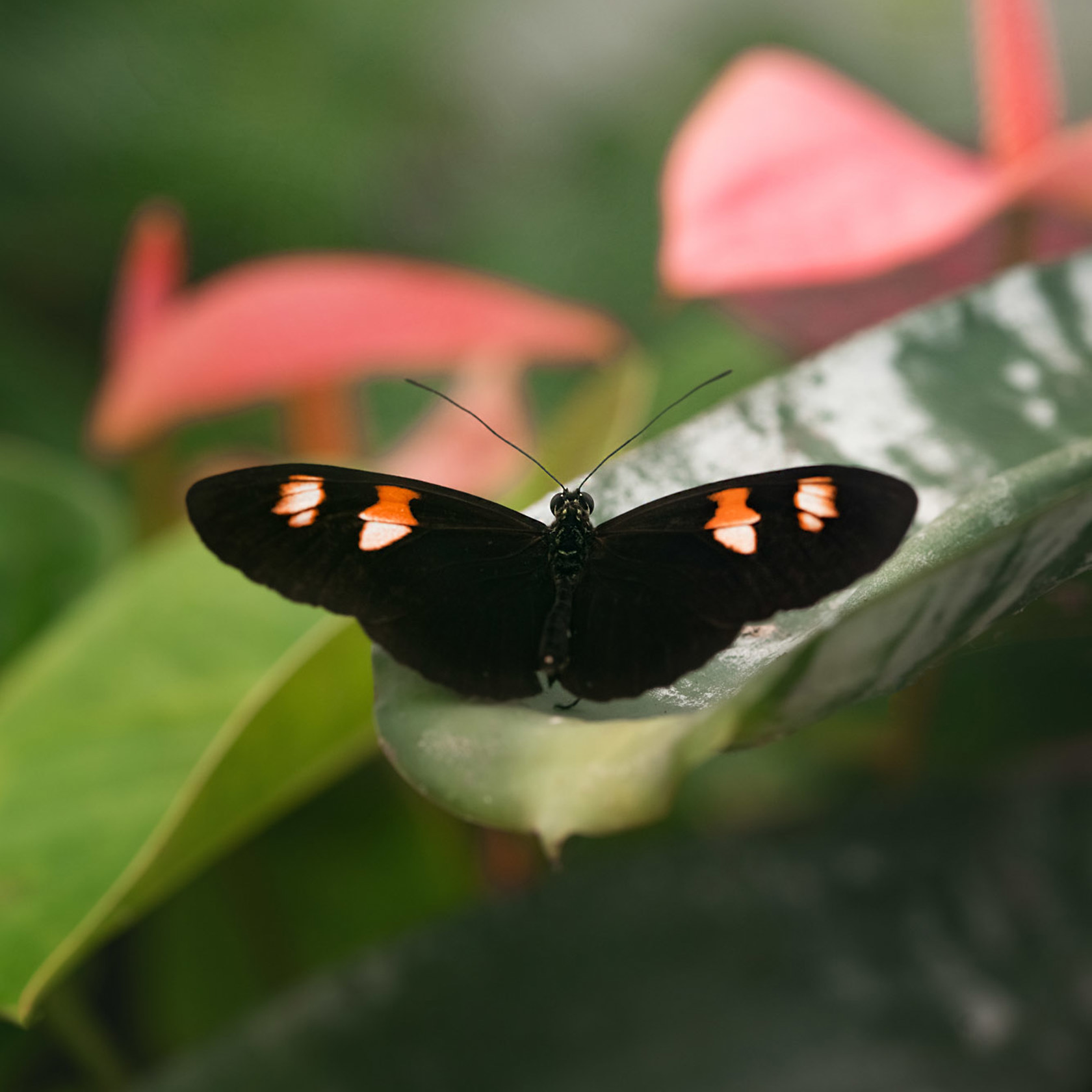 Butterfly House 2021 08