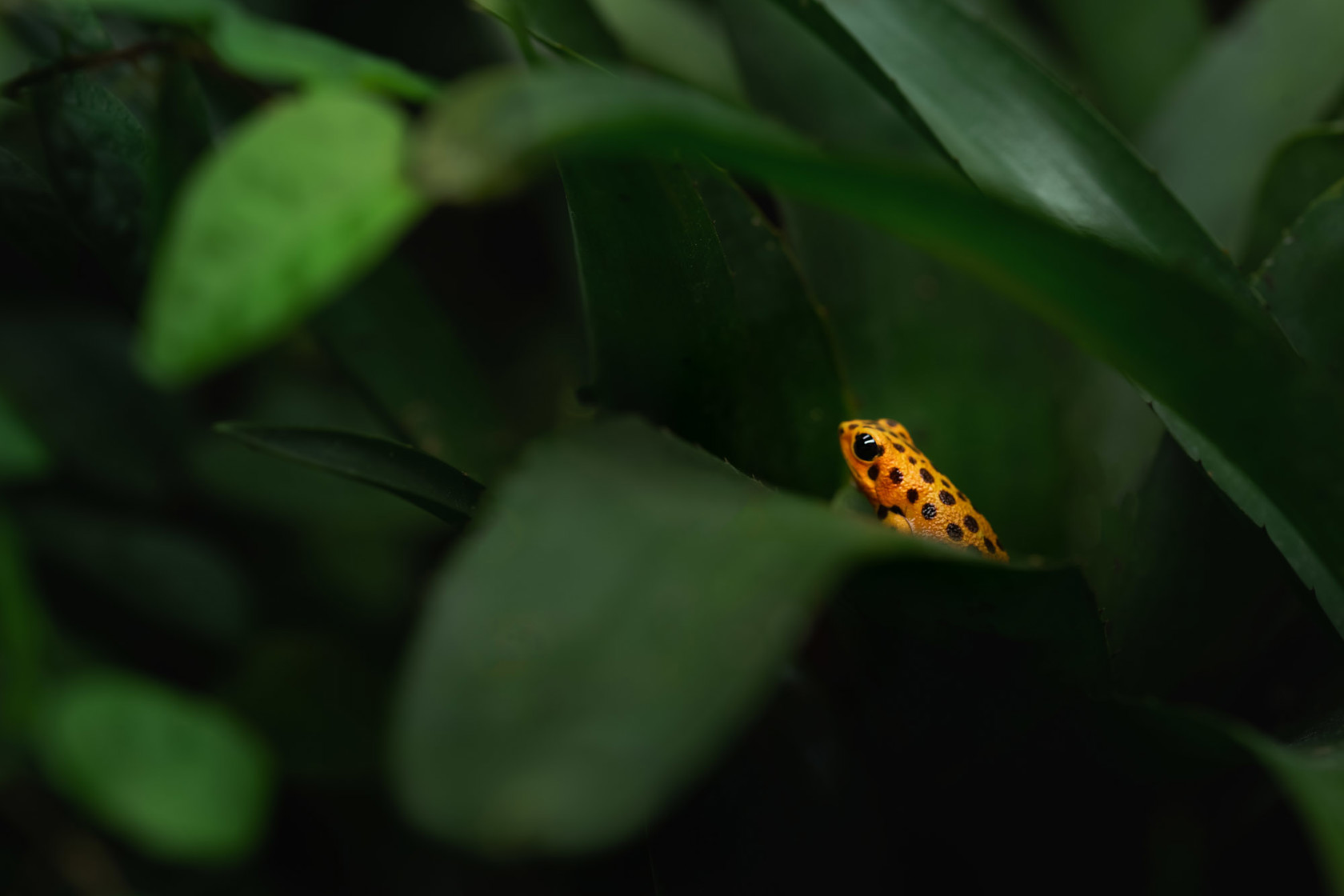 Strawberry Poison Frog 2021 01