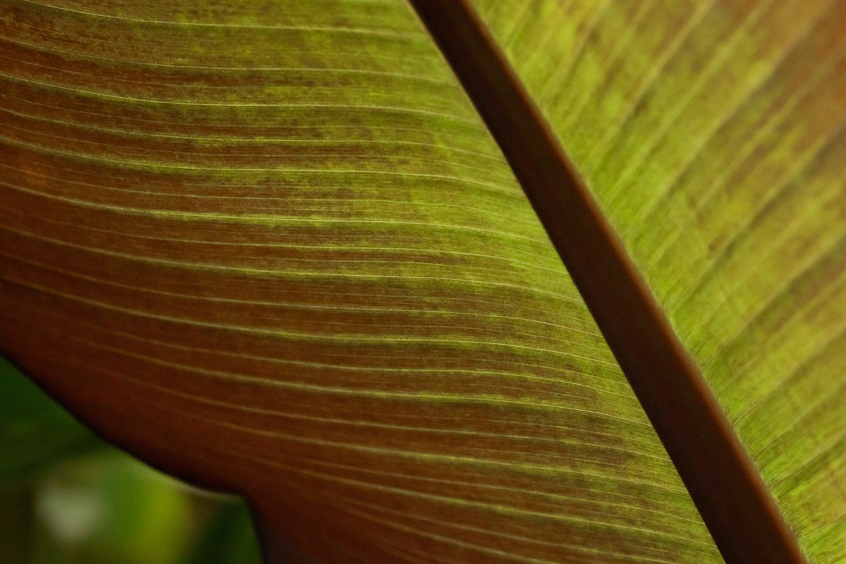 Zoo Flora 2021 01