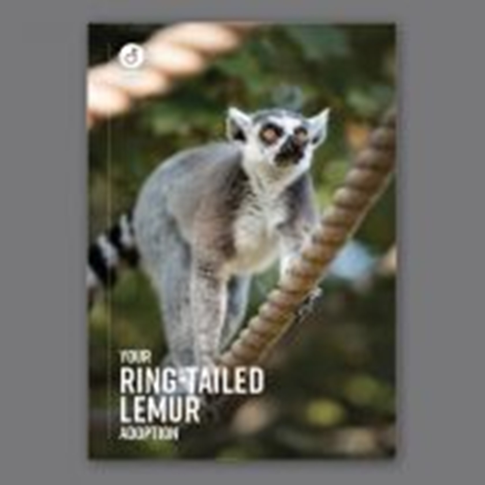 Digital Adoption - Ring-tailed Lemur