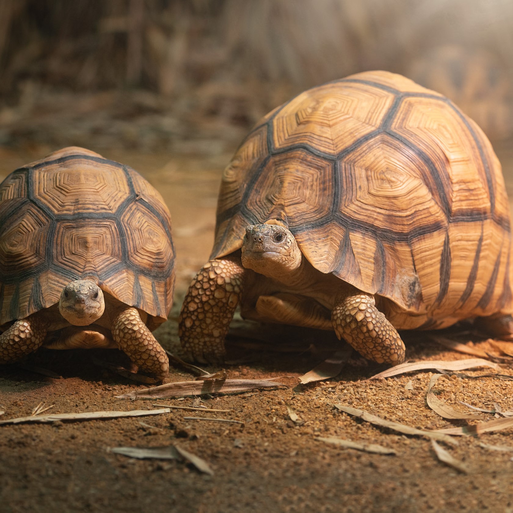 Two Ploughshare Tortoises at Jersey Zoo