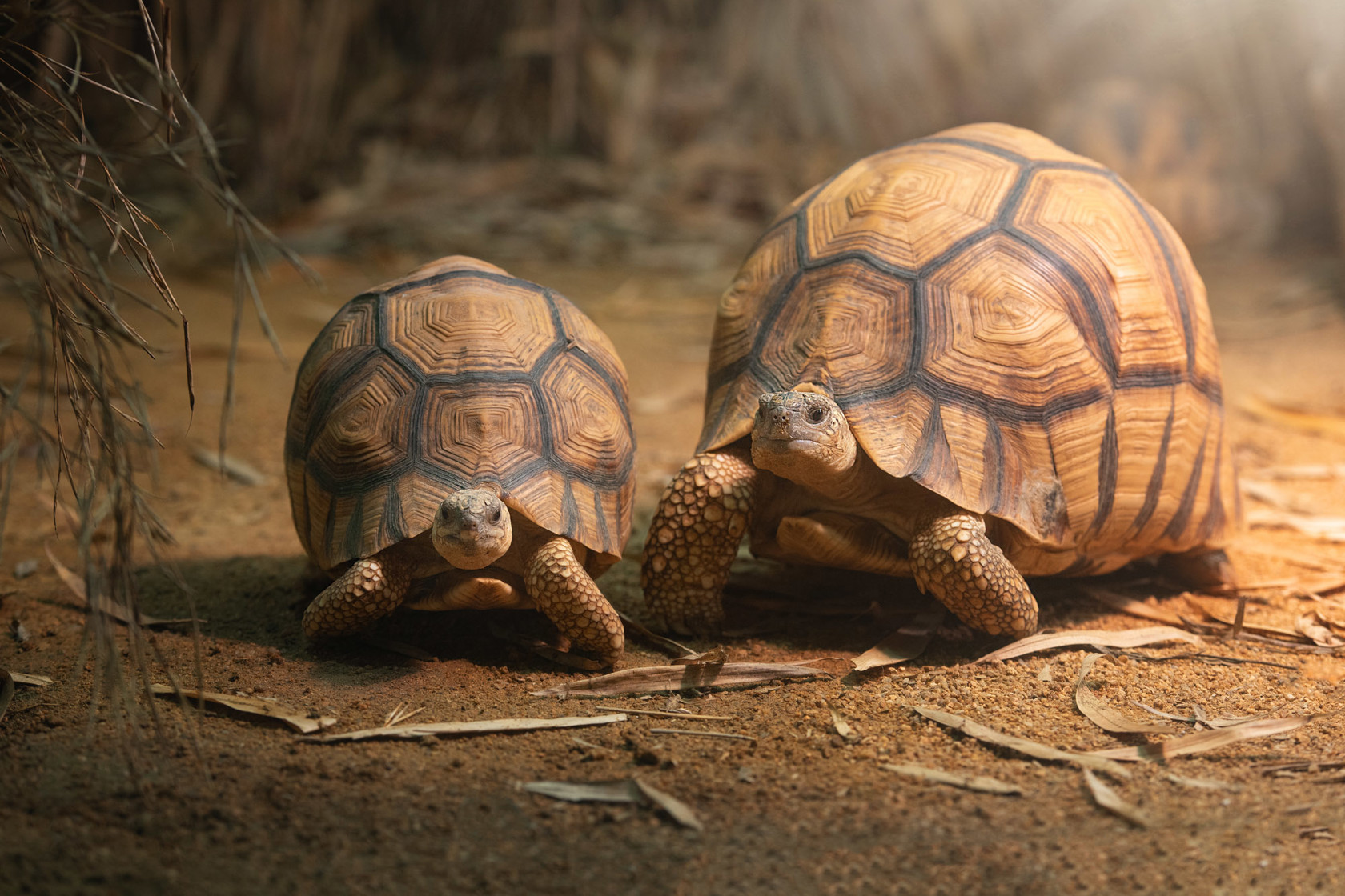Two Ploughshare Tortoises at Jersey Zoo