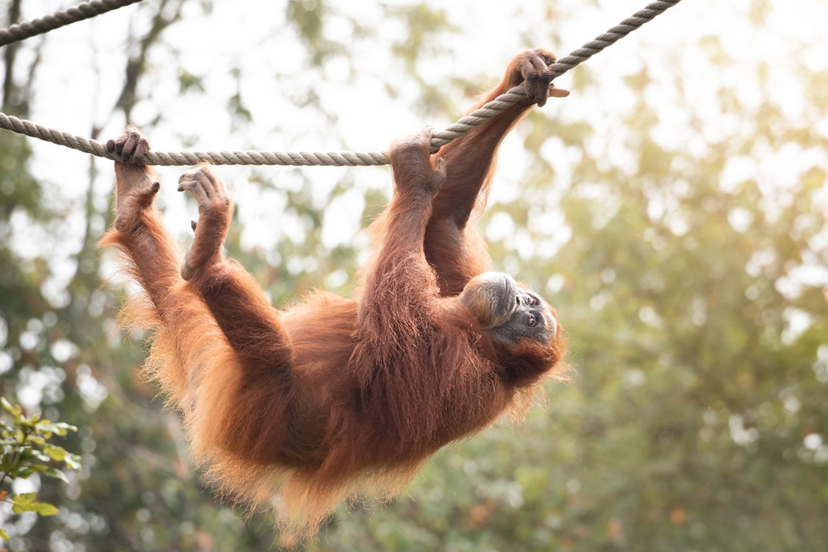 Sumatran Orangutan swings from a rope