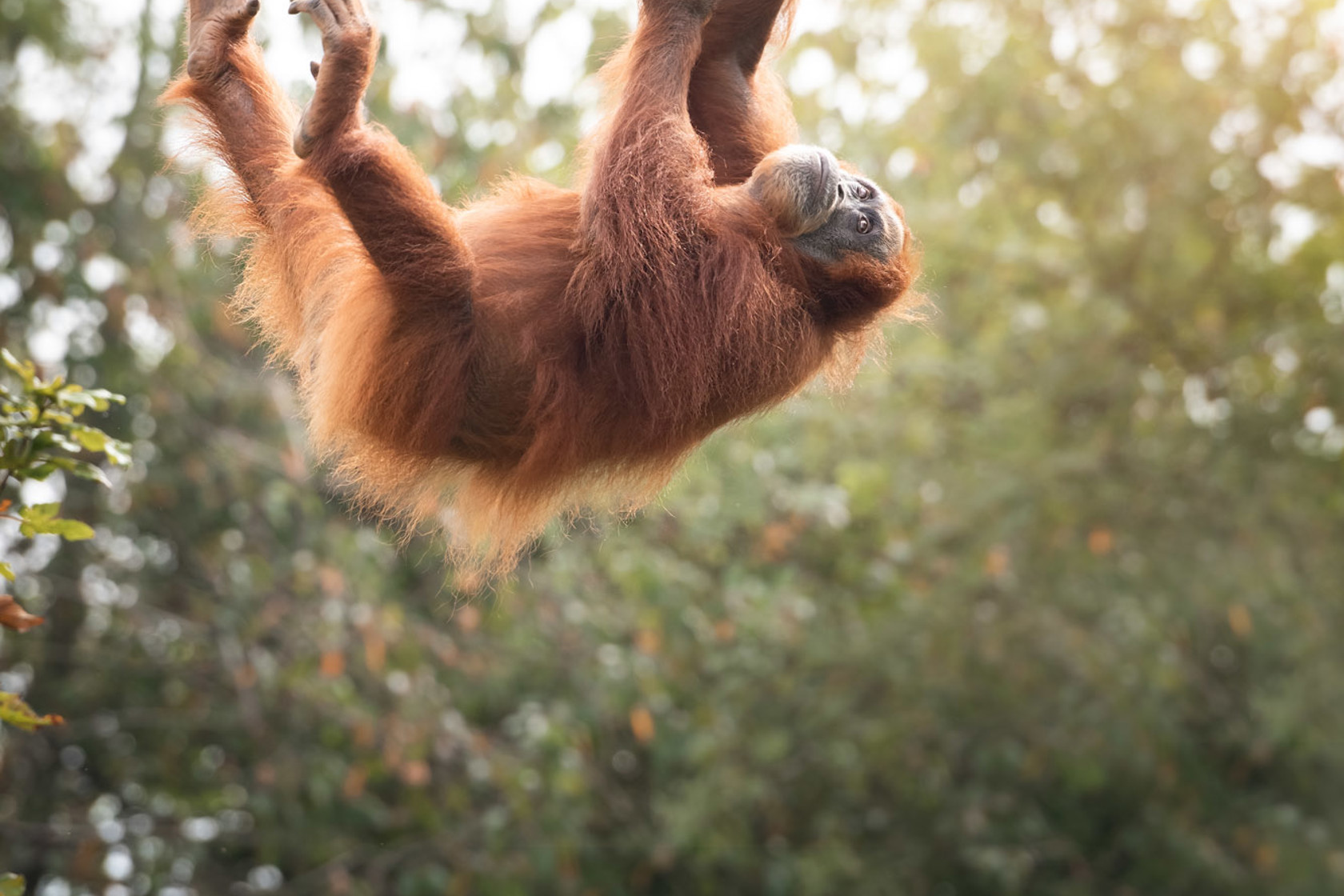 Sumatran Orangutan swings from a rope