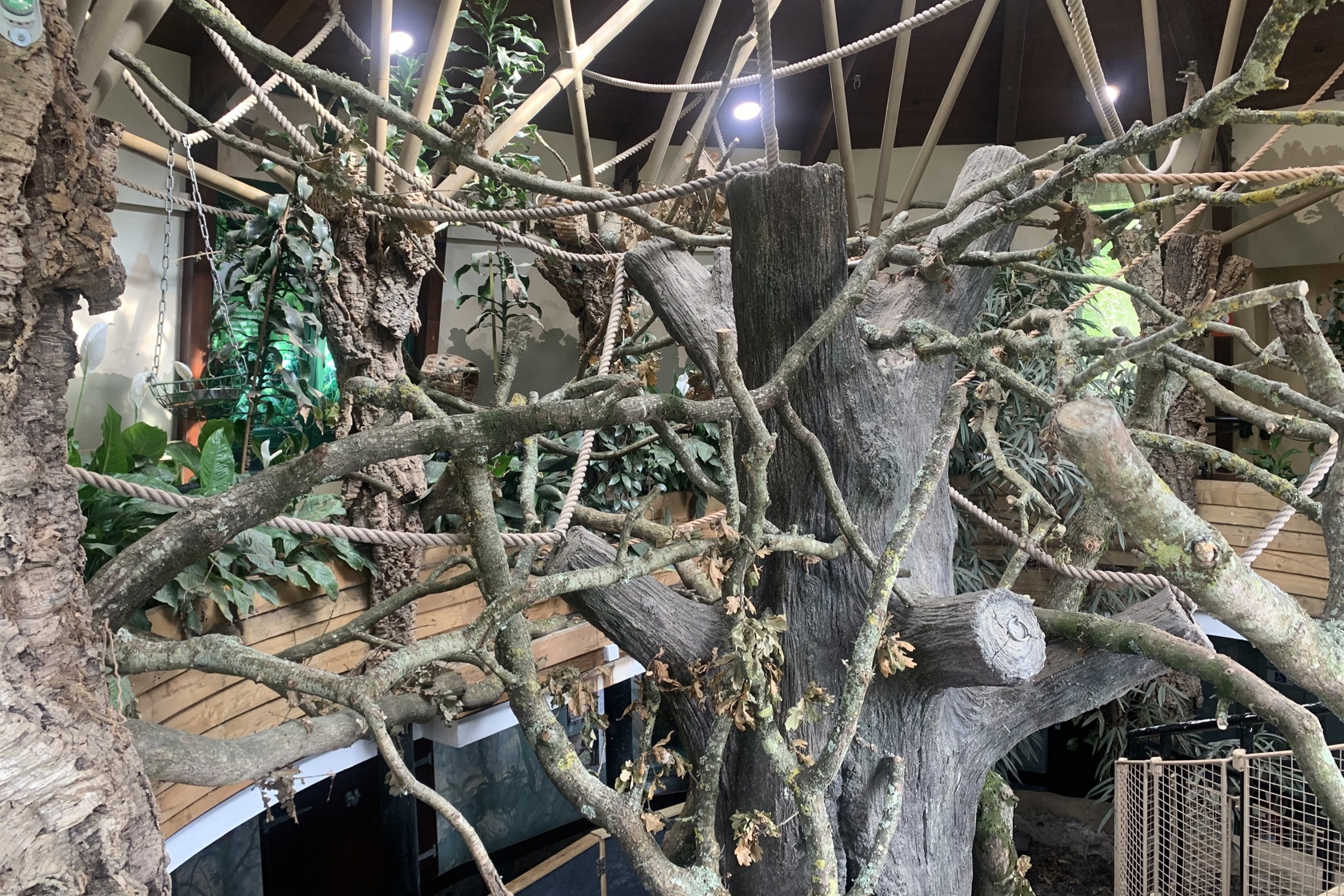 Sloth Enclosure Landscape