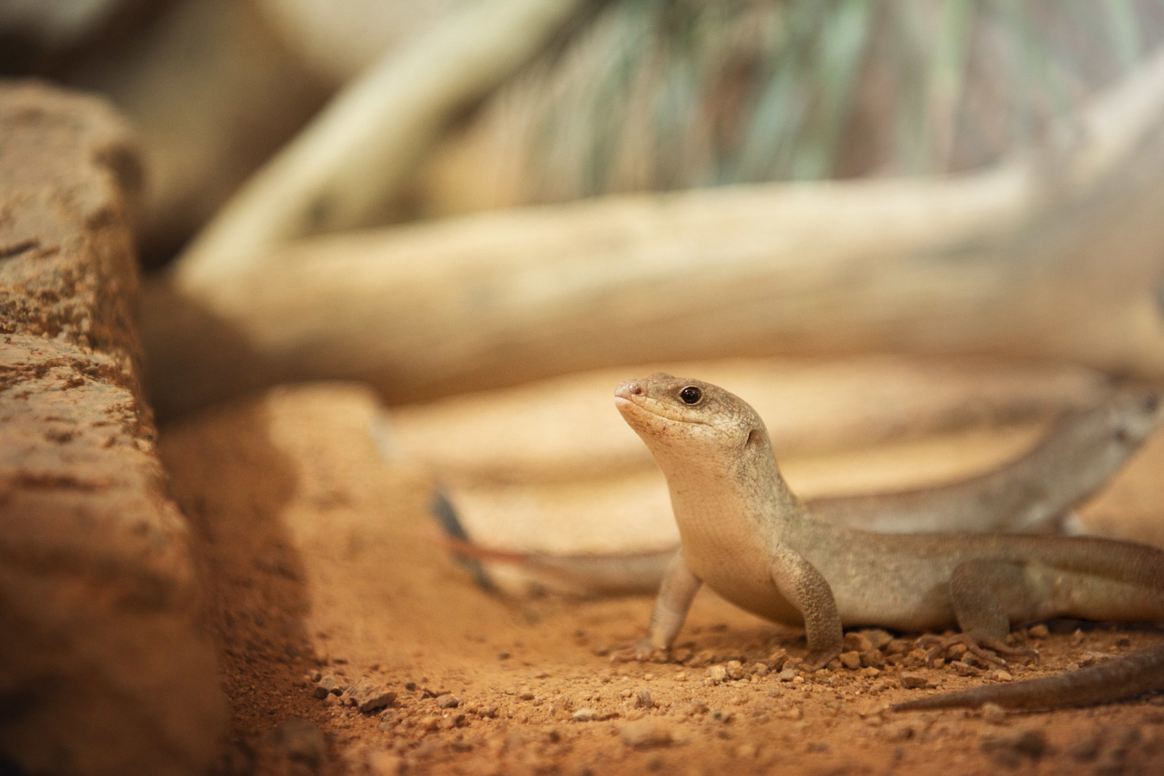 Telfair's Skink at Jersey Zoo