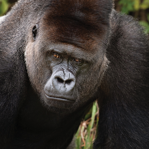 Dwct Adoptions Gorillas