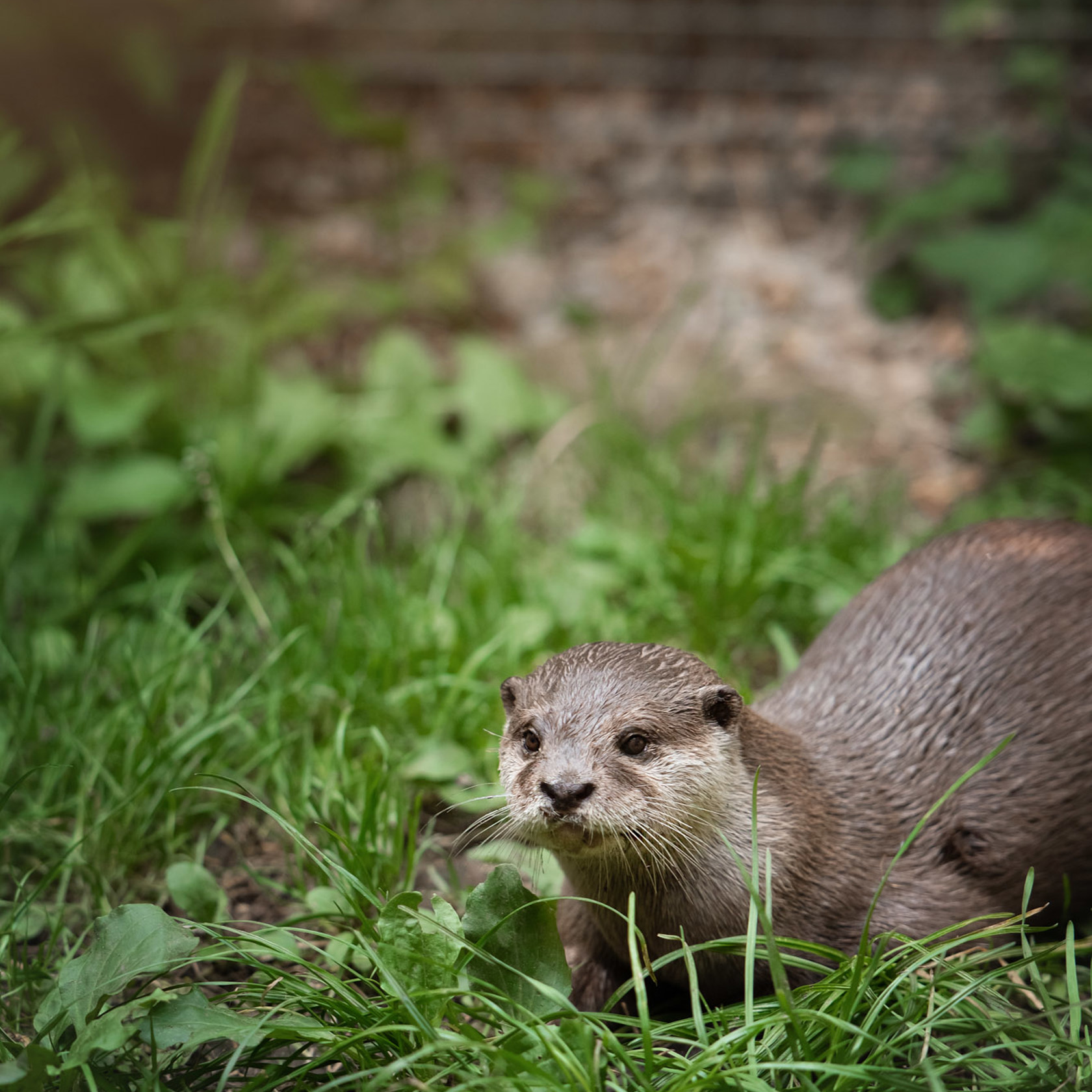 Asian Small Clawed Otter 2020 06