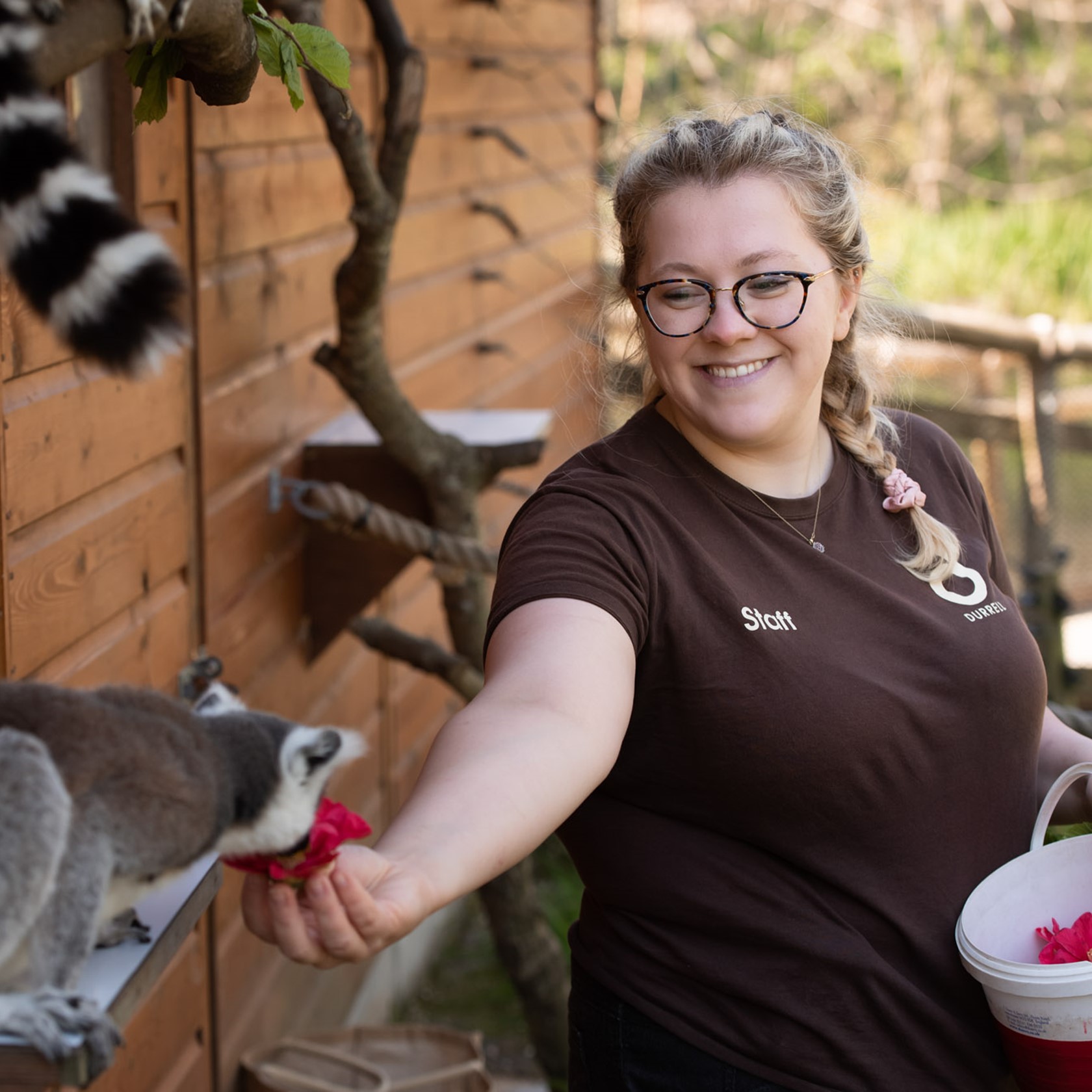 Zoo keeper at Jersey Zoo hand feeds a ring-tailed lemur