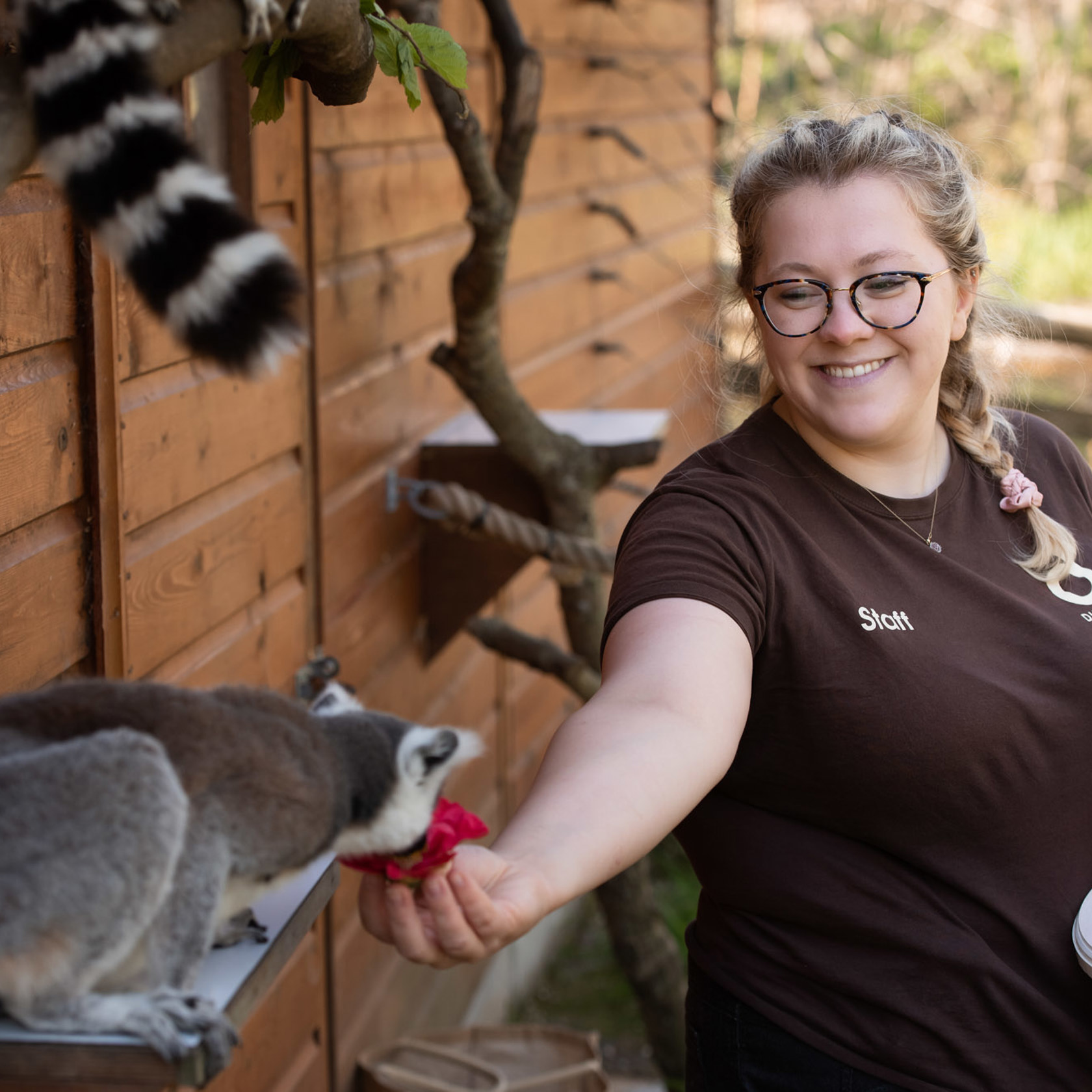 Zoo keeper at Jersey Zoo hand feeds a ring-tailed lemur