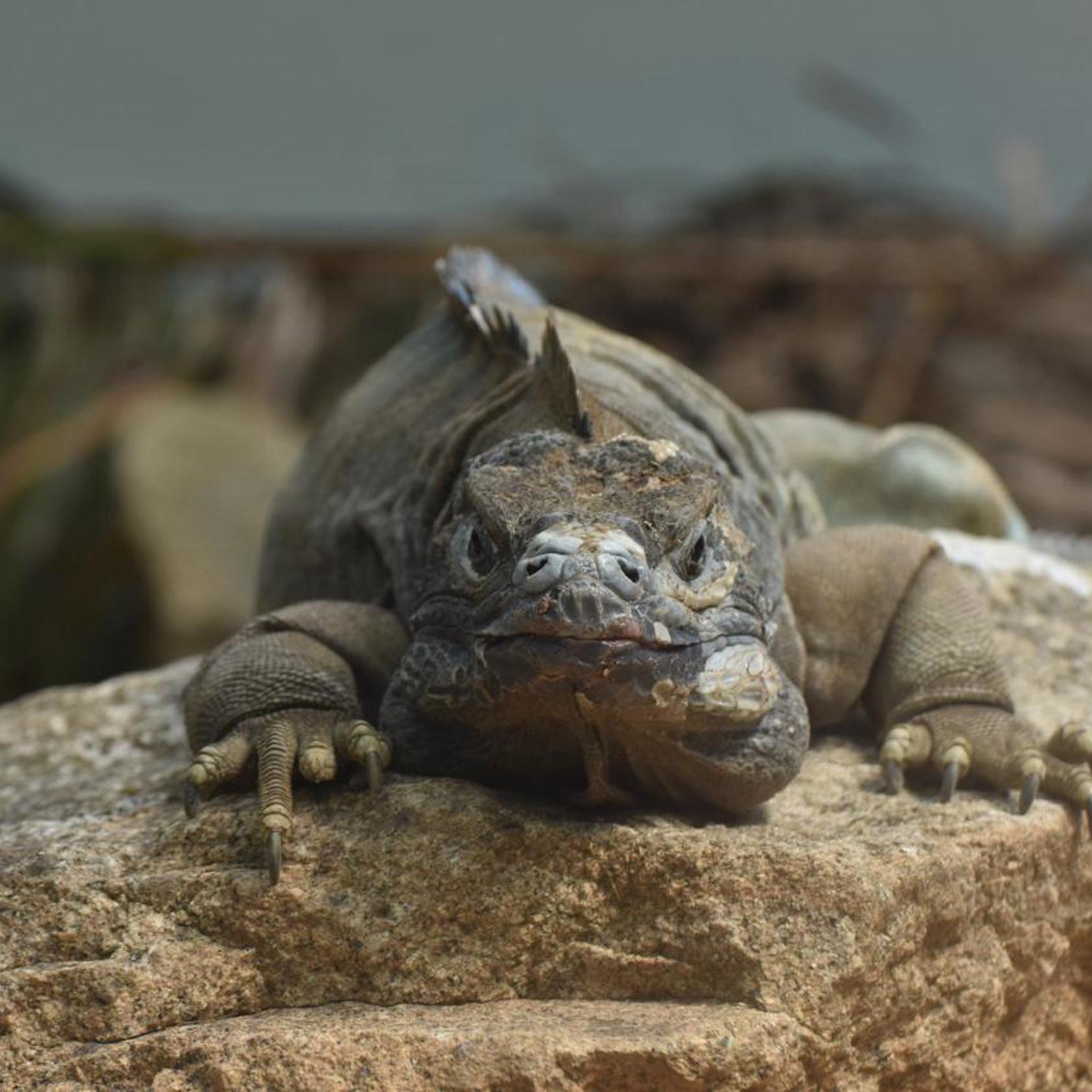 Jamaican Iguana 4