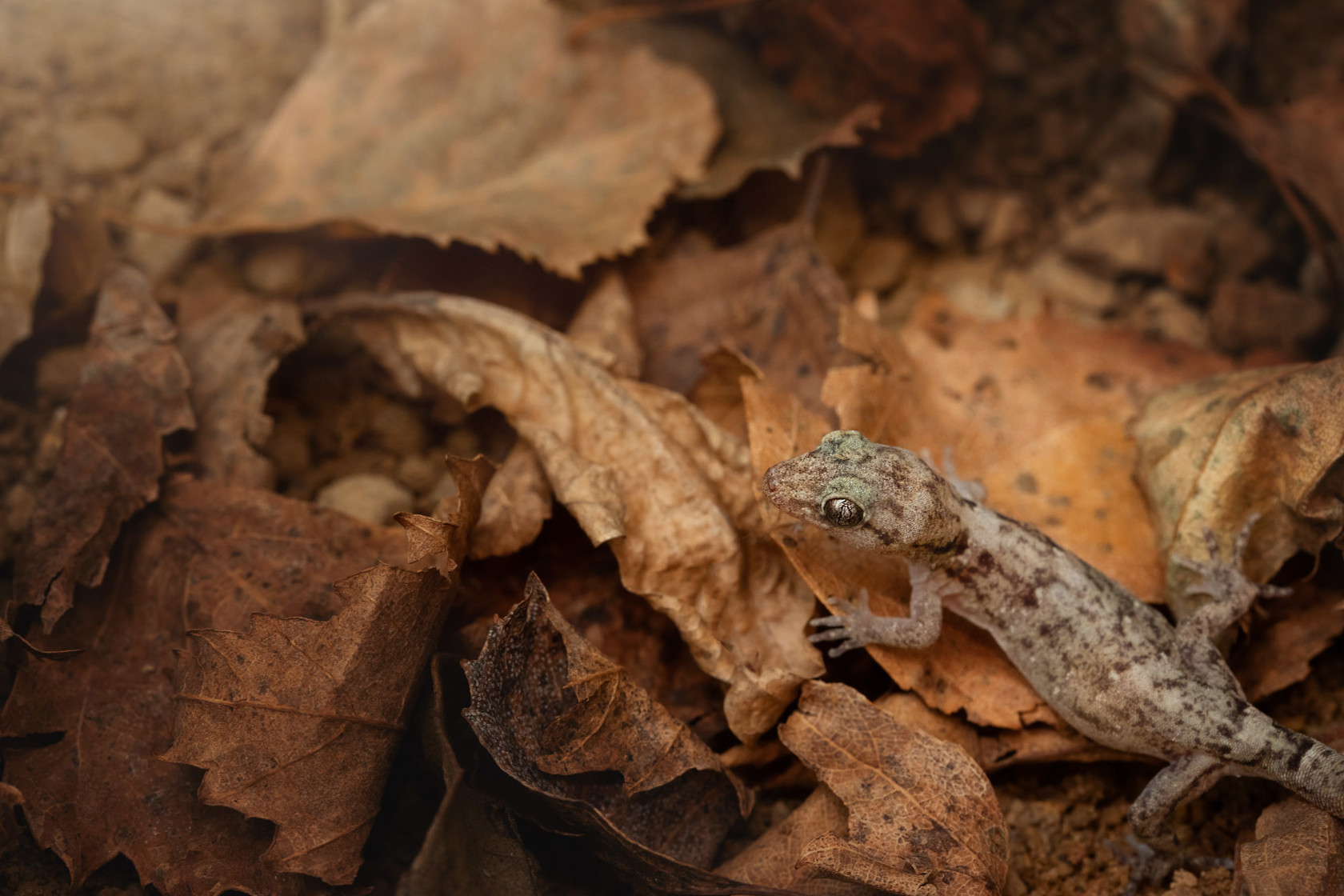 Lesser Night Gecko at Jersey Zoo
