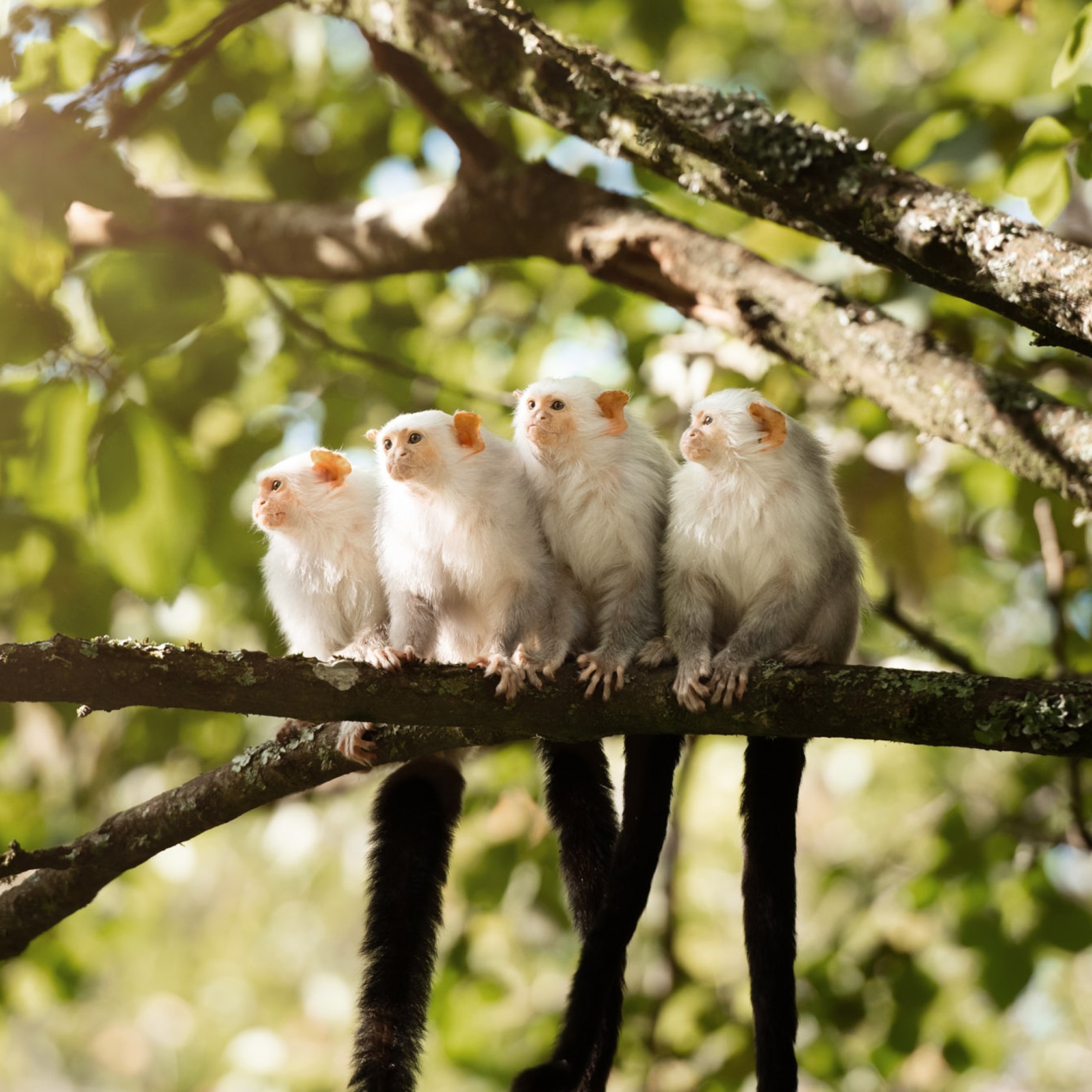 Four silvery marmosets perch on a branch at Jersey Zoo