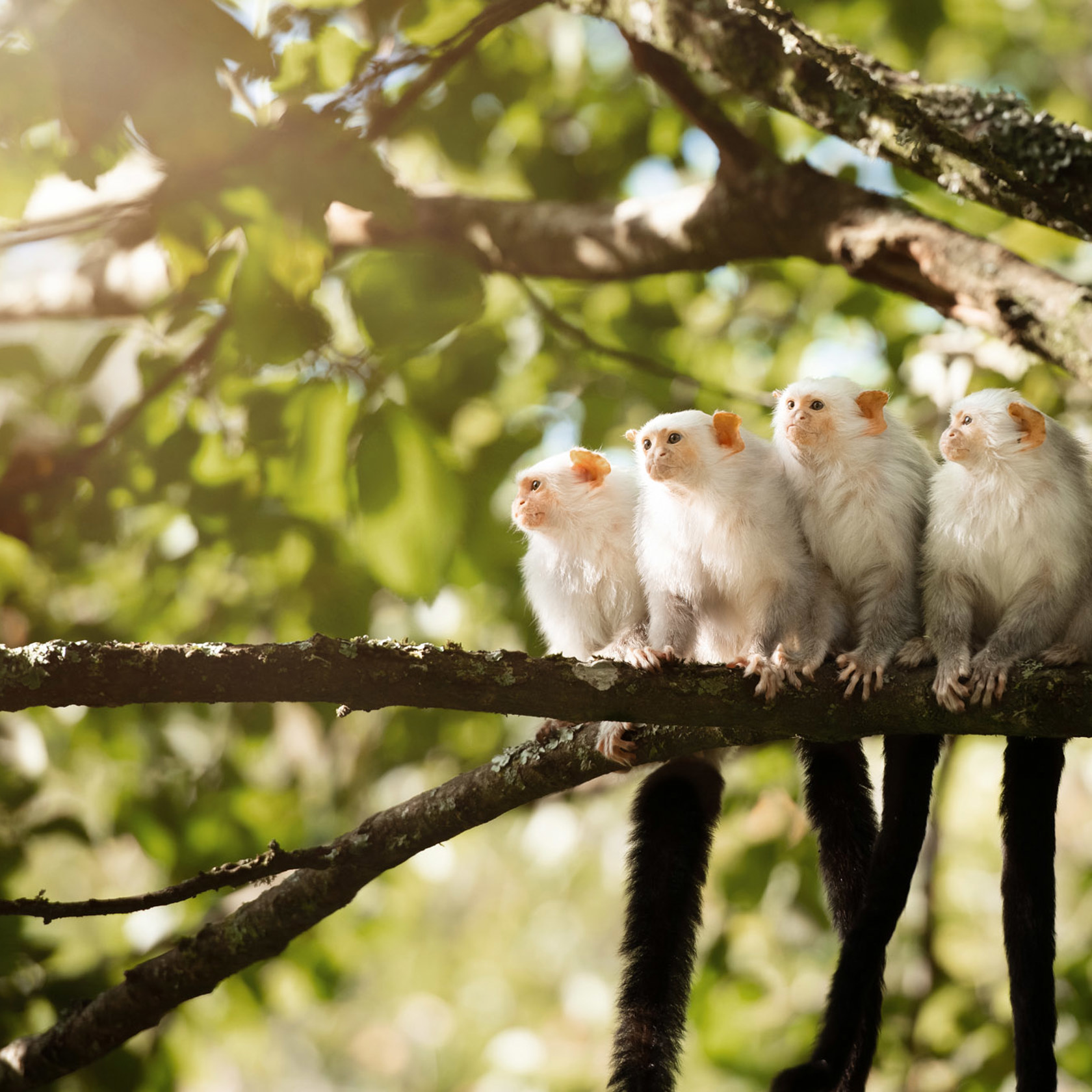 Four silvery marmosets perch on a branch at Jersey Zoo