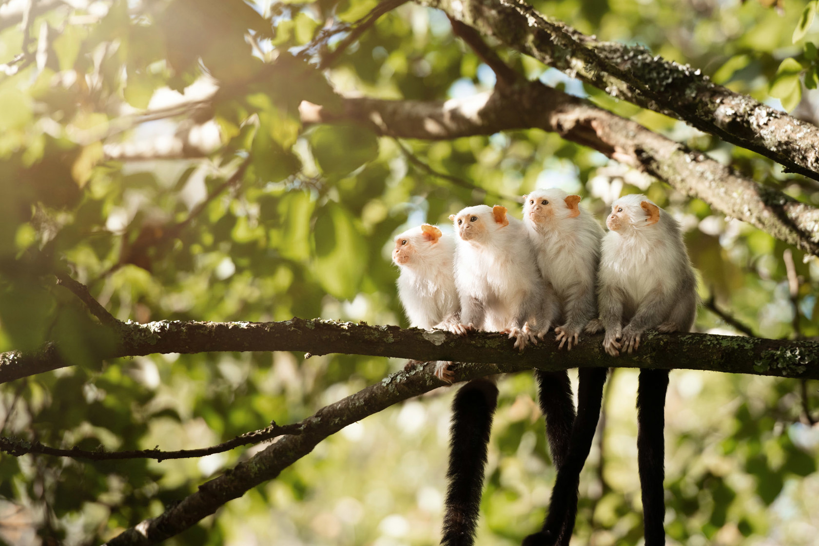 Four silvery marmosets perch on a branch at Jersey Zoo
