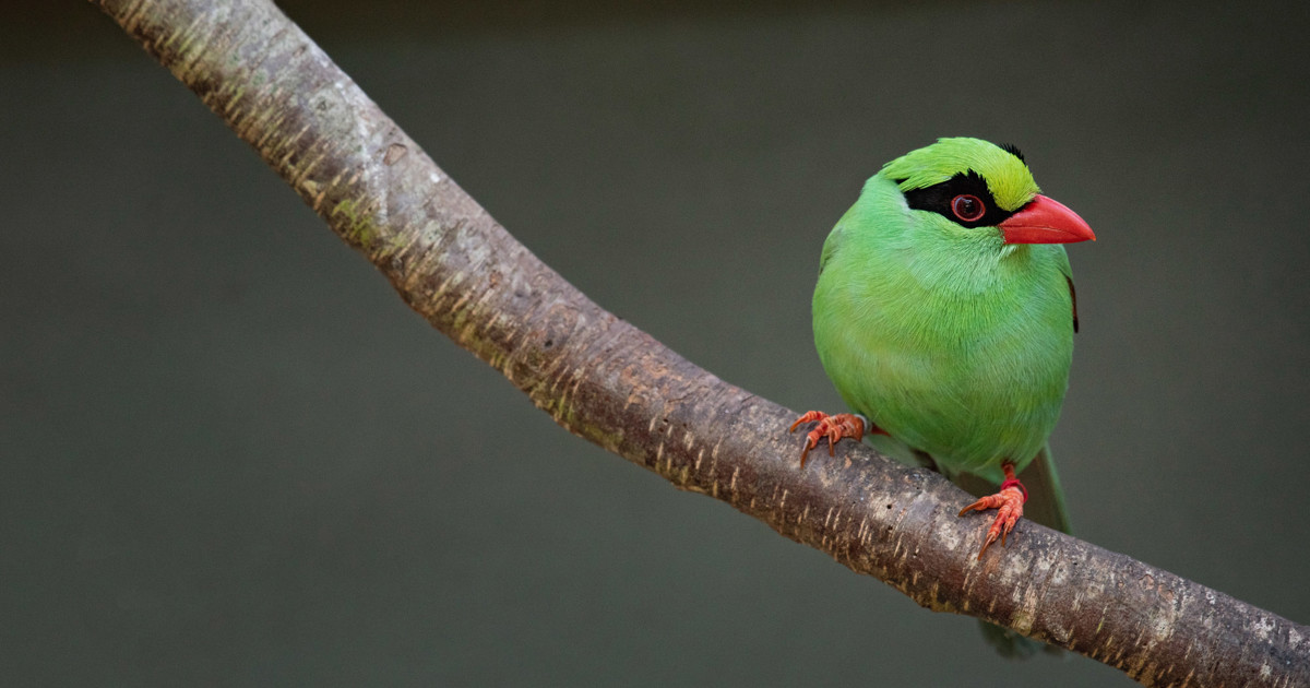 Javan green magpies at Jersey Zoo | Durrell